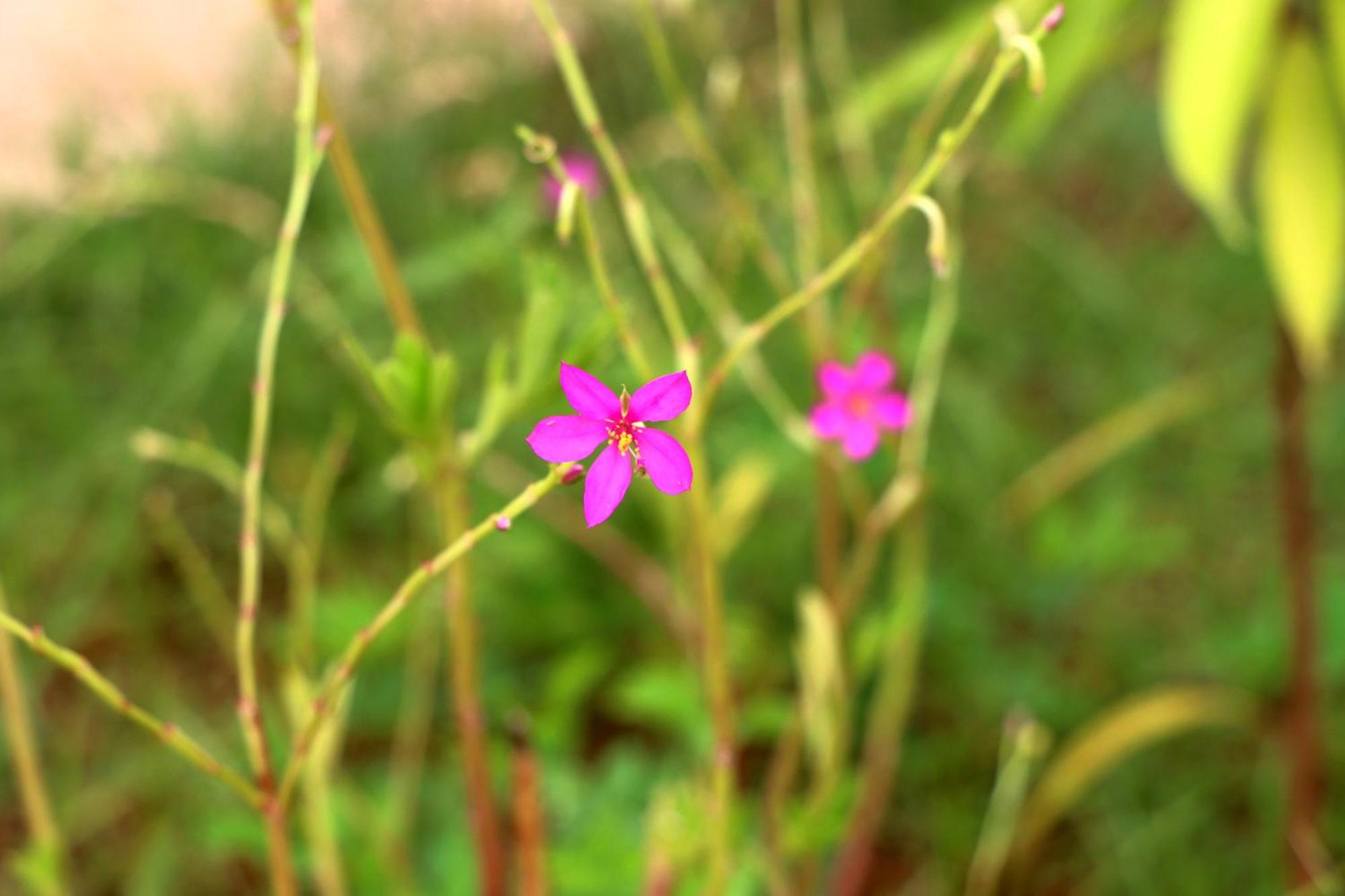 Auro Sunrise Resort Auroville