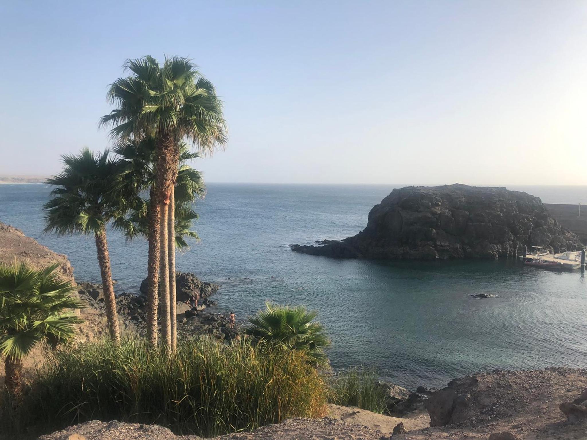 Aulaga