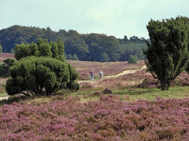 Natuurhuisje Oisterwijk Valkenbosch
