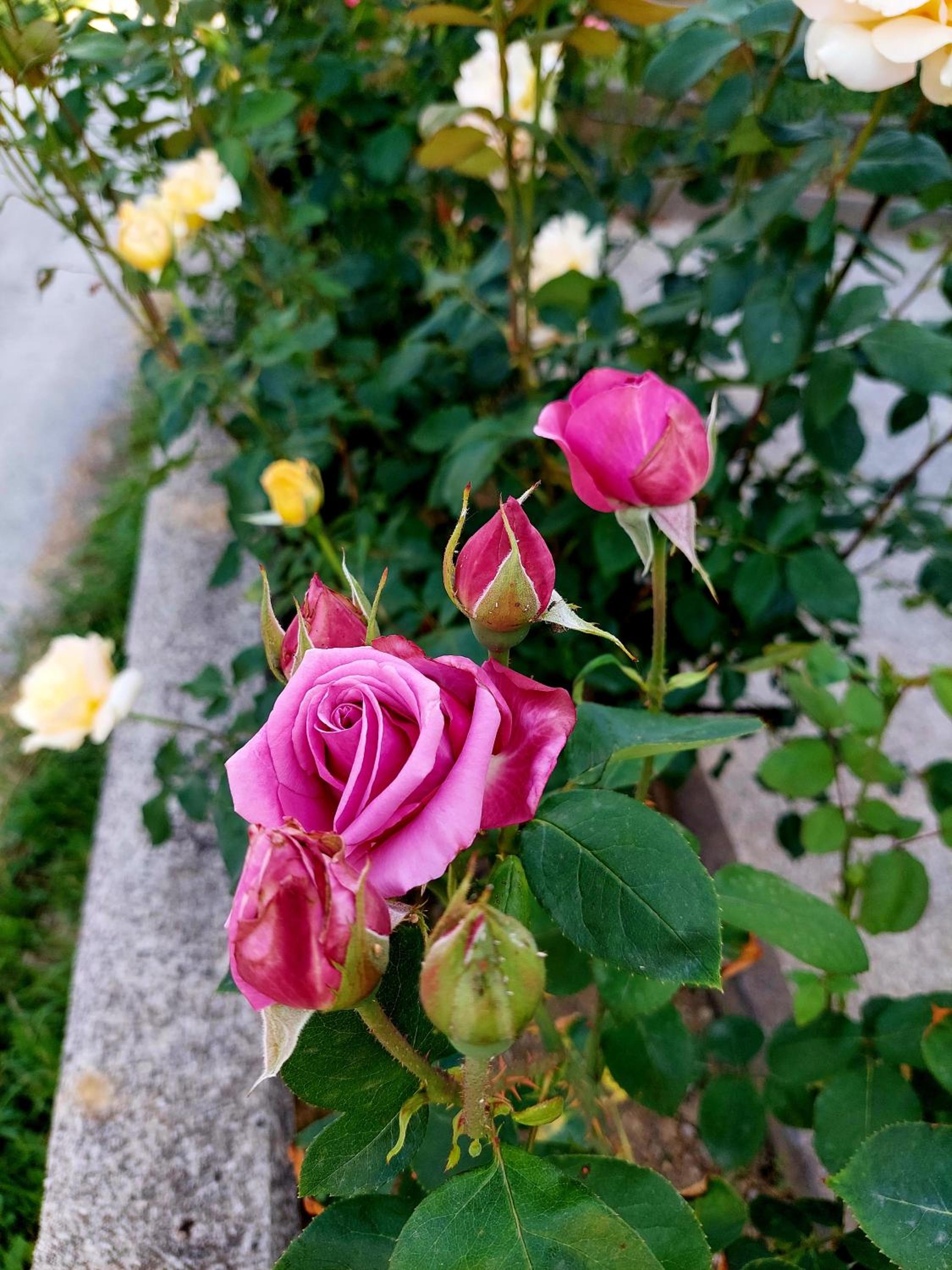 Sarajevo Flower Garden