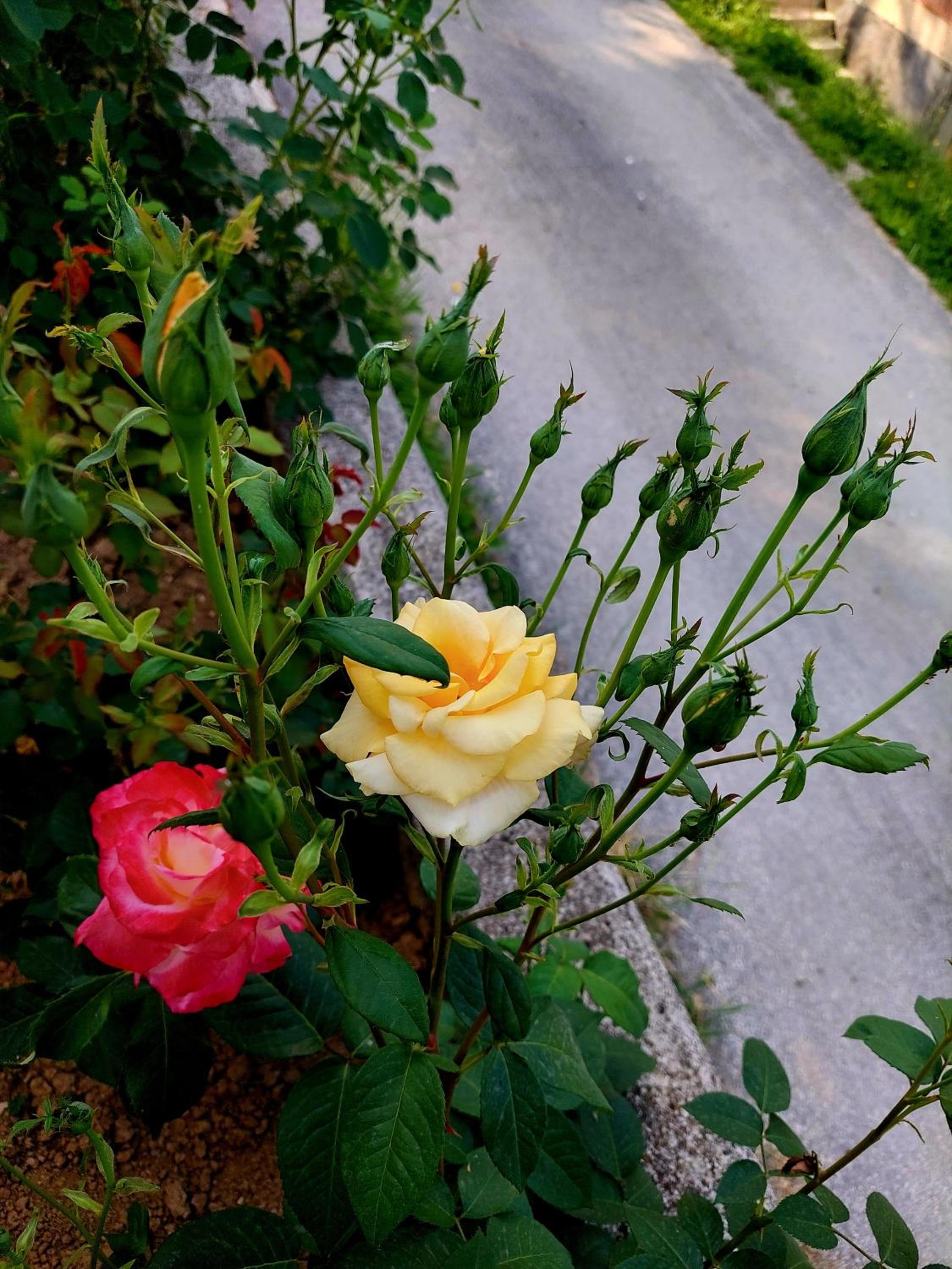 Sarajevo Flower Garden