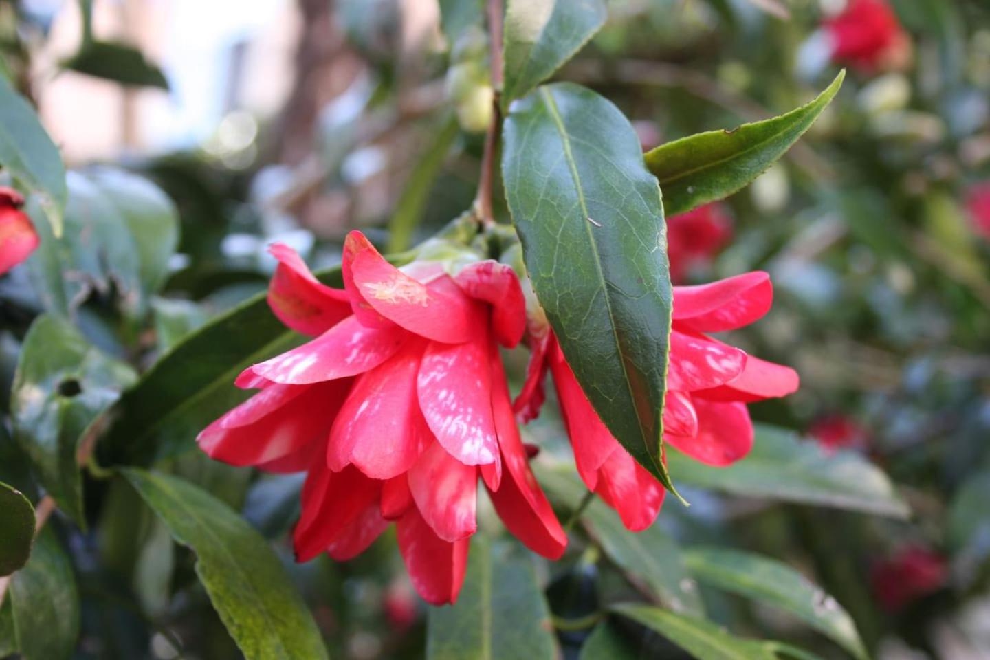 Photo 40