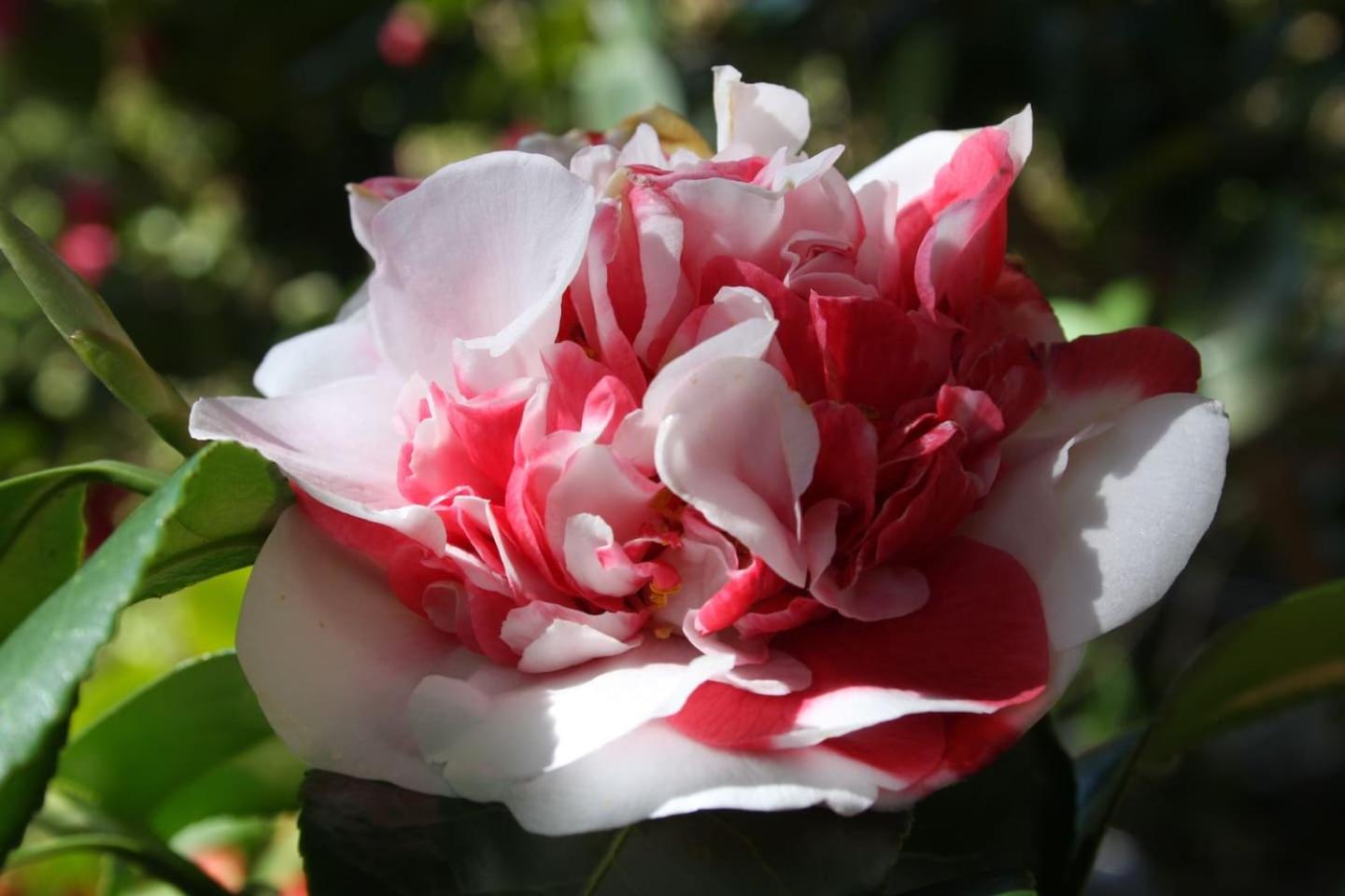 Photo 41