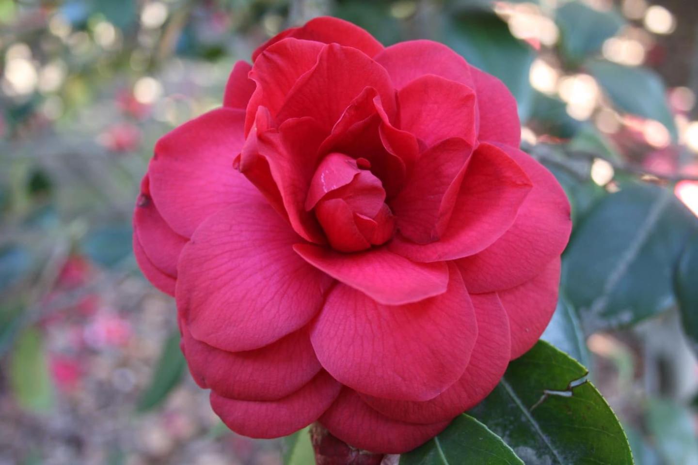 Photo 21
