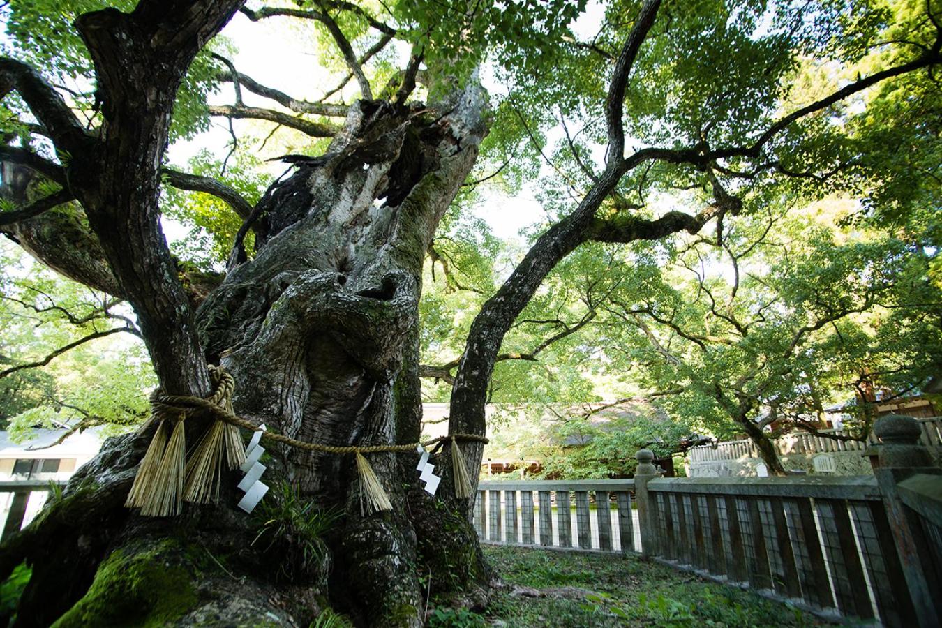 Photo 45