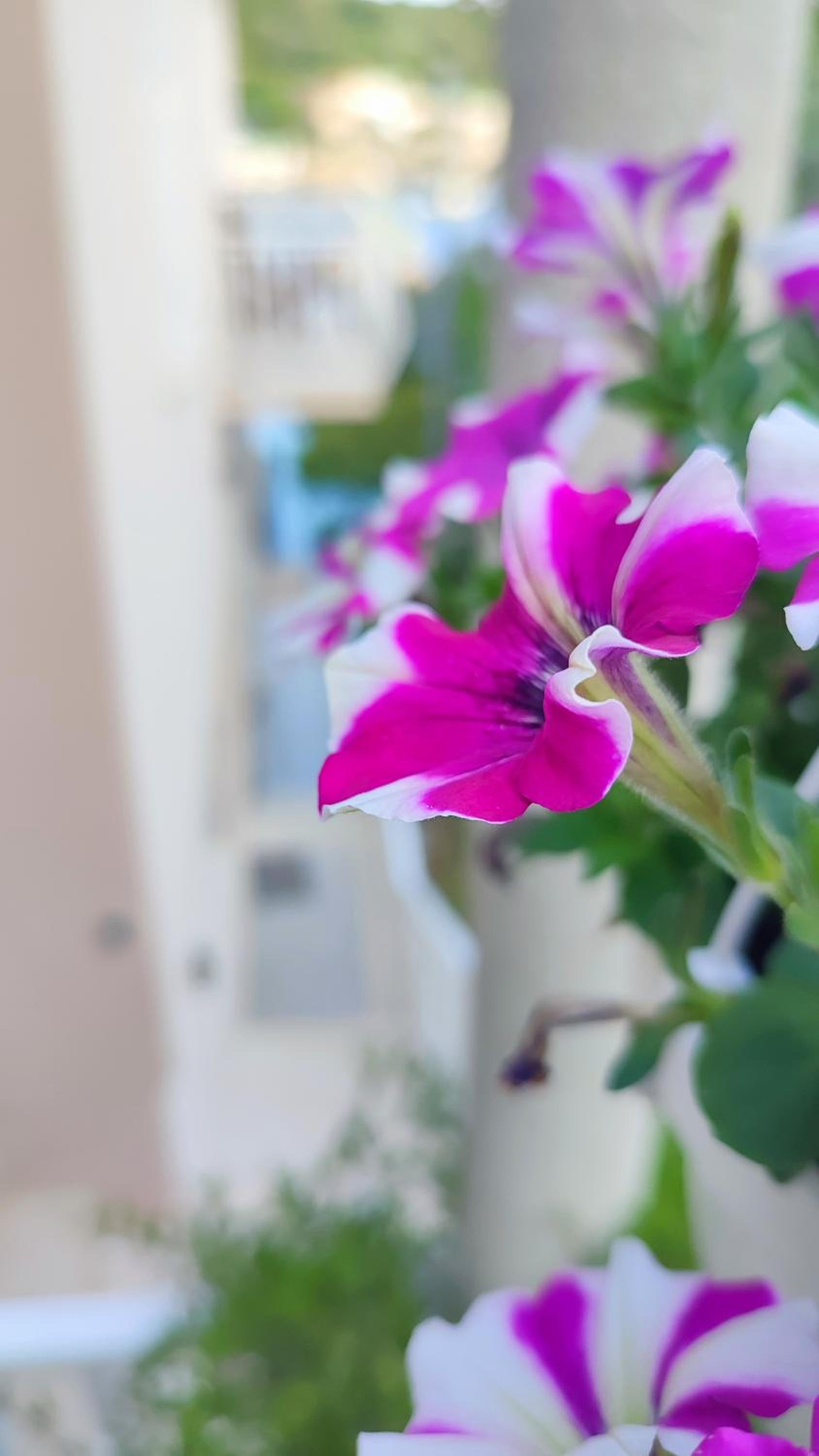 Villa Ana Apartments