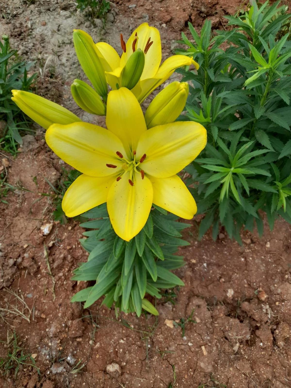 Rey Garden 2