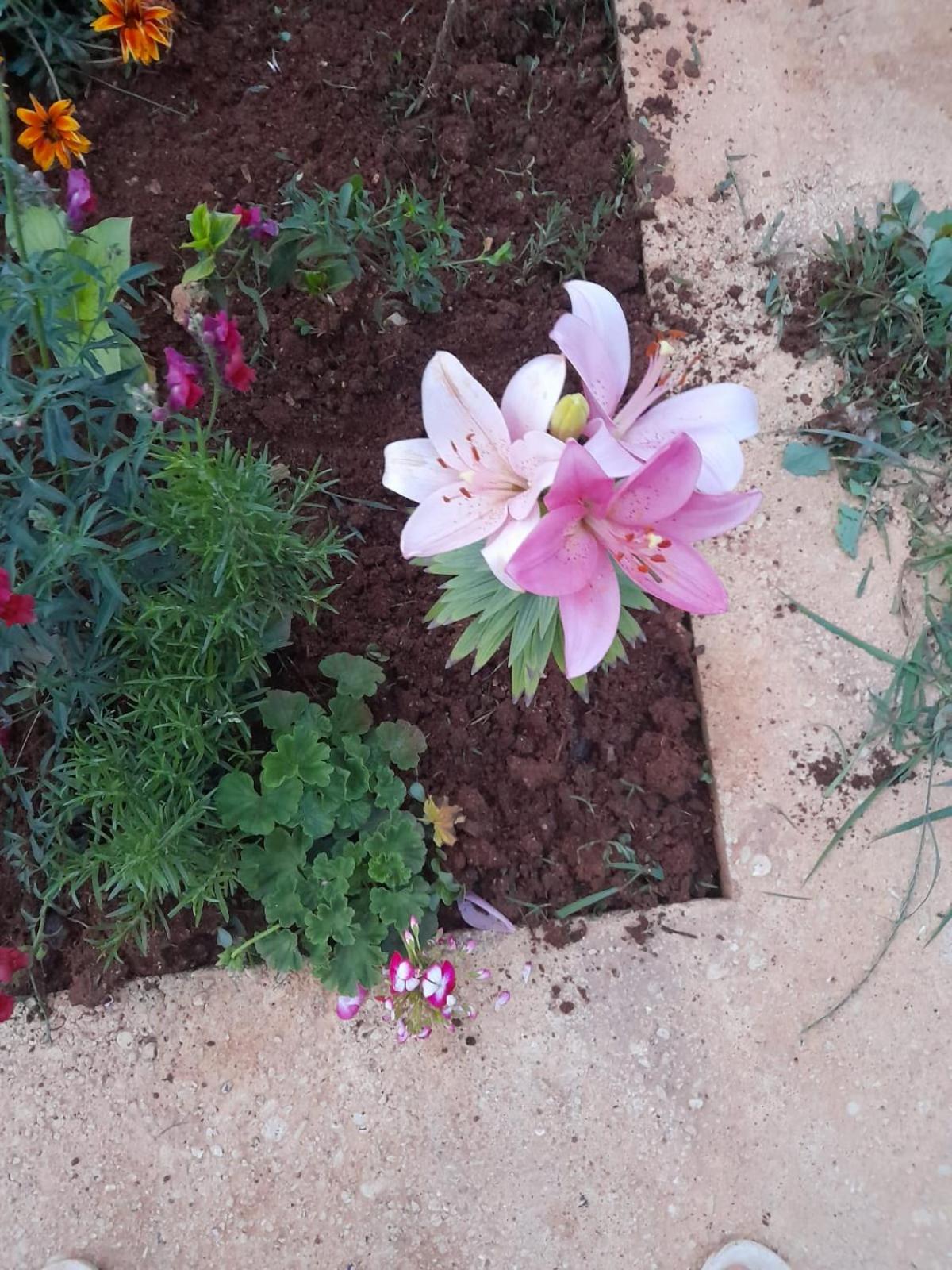 Rey Garden 2