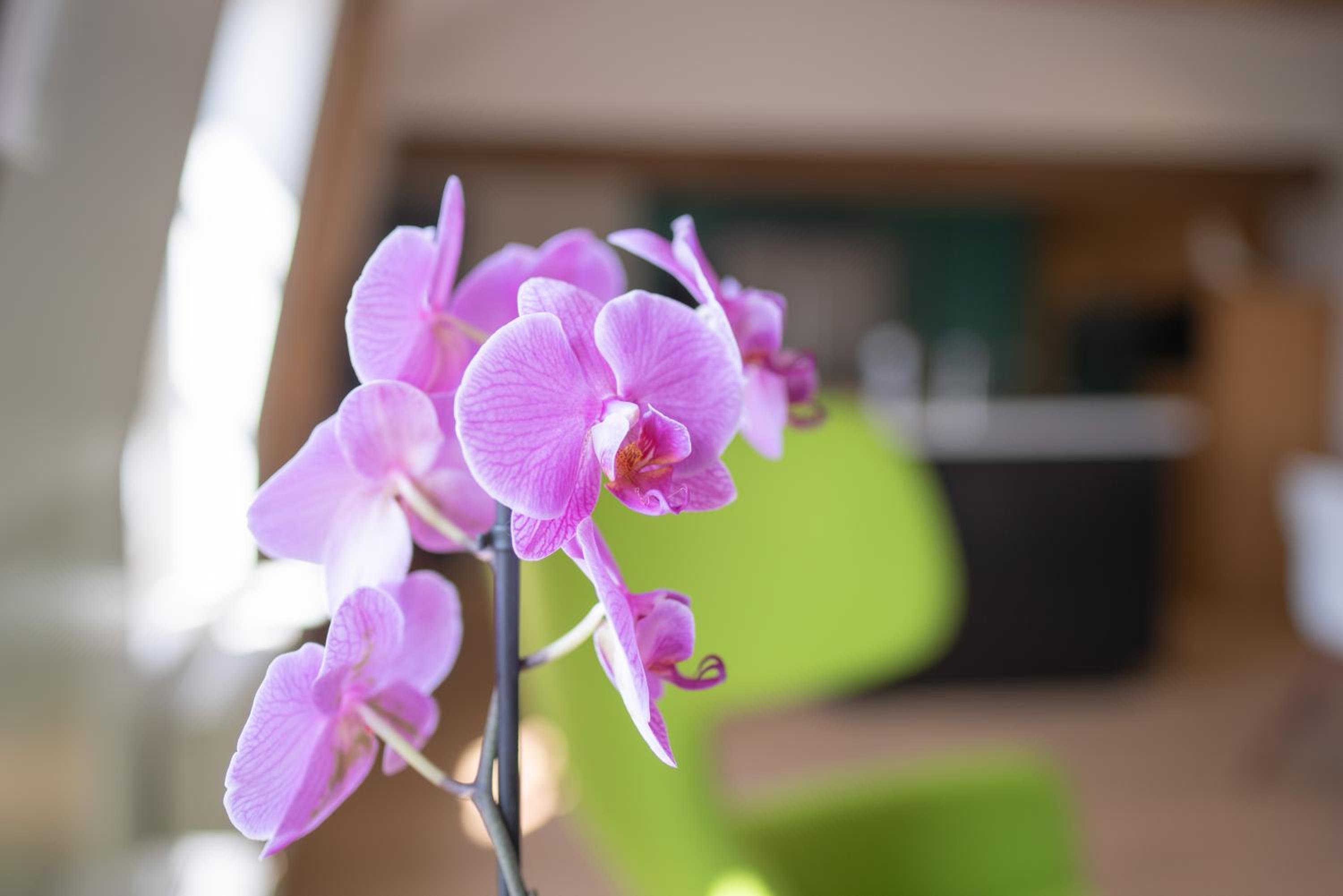 Photo 33