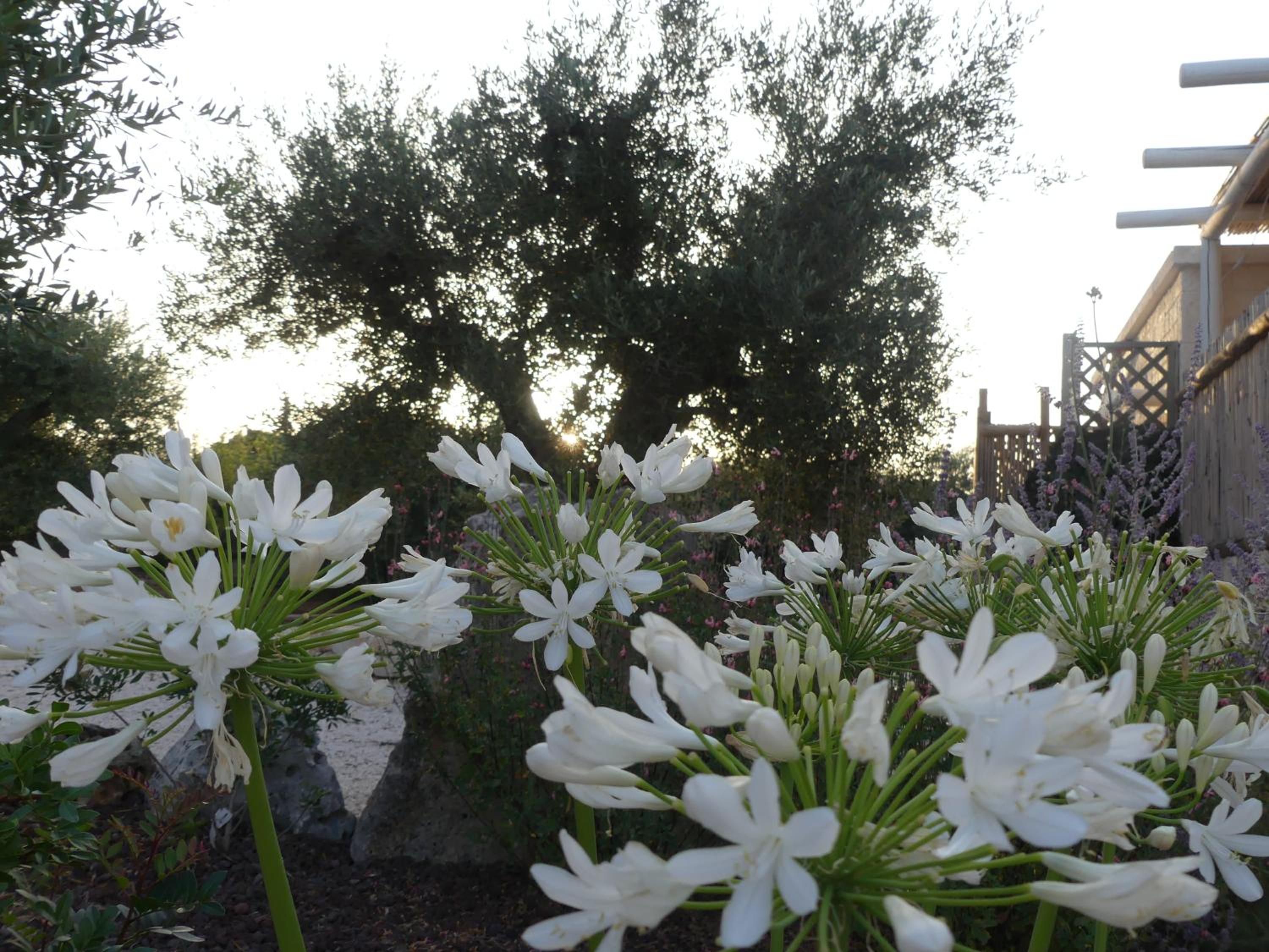 Trullo Manivida
