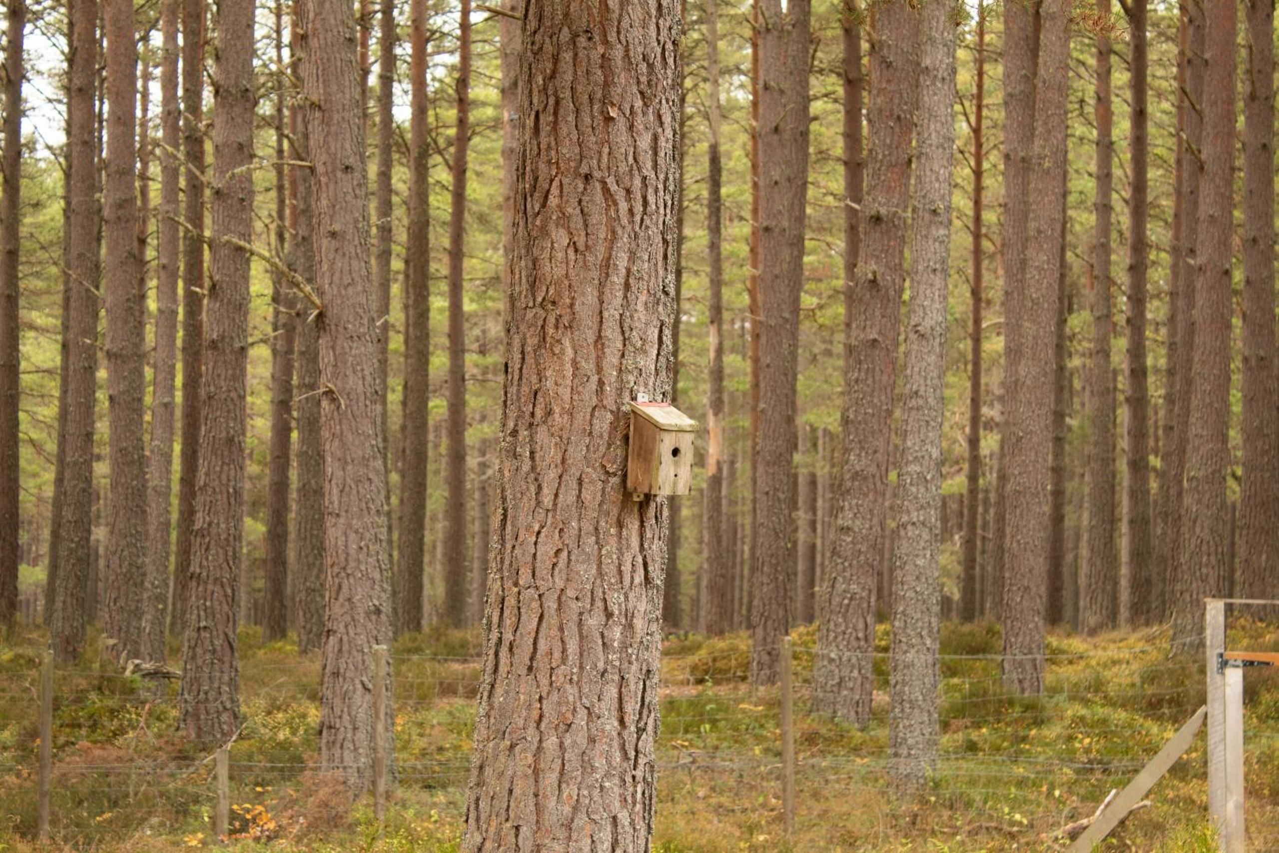 Dalnaglar