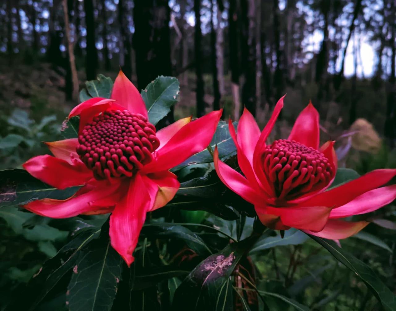 The Bower at Wildside Sanctuary