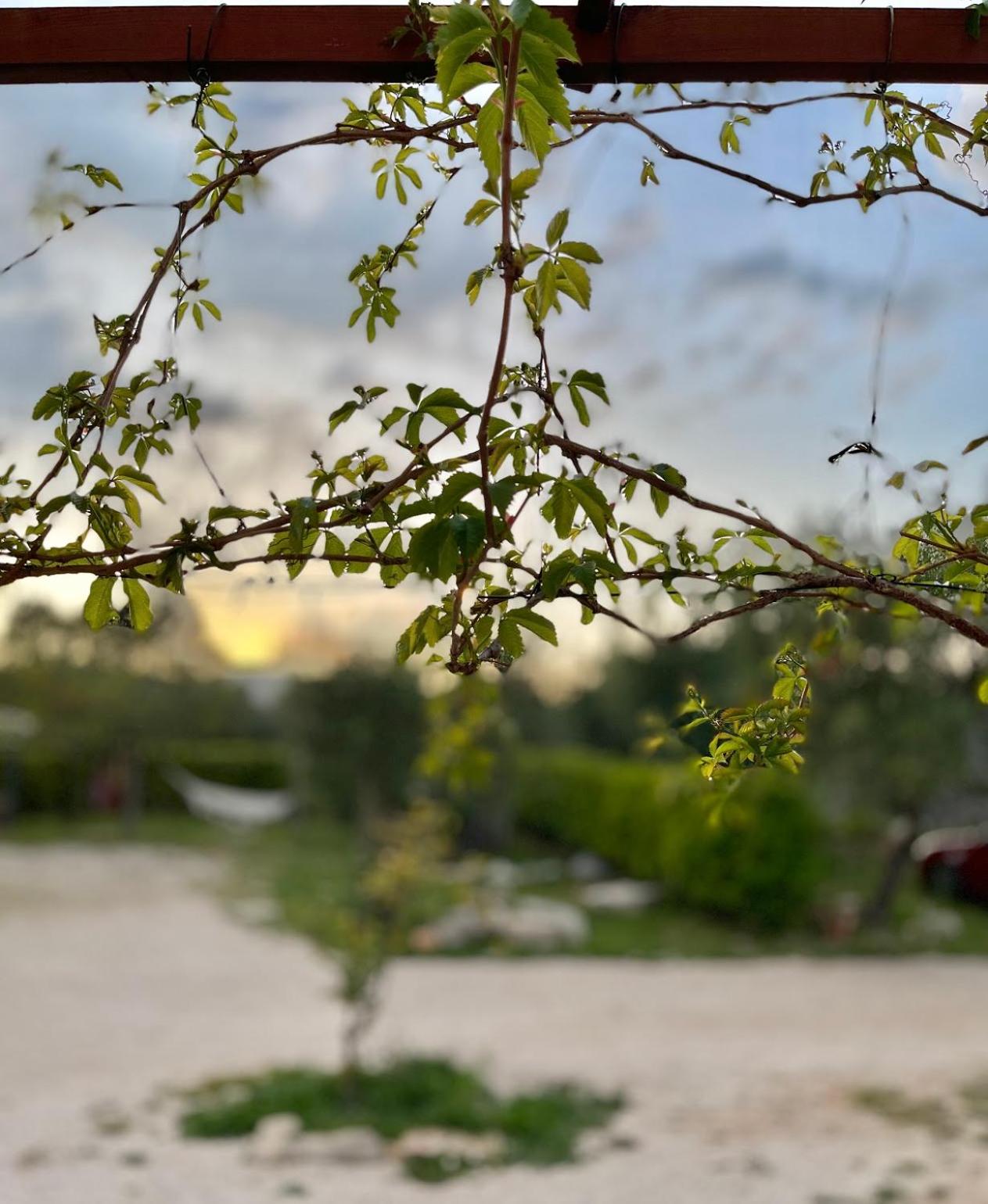 L'antico Trullo - Masseria Chiancarella