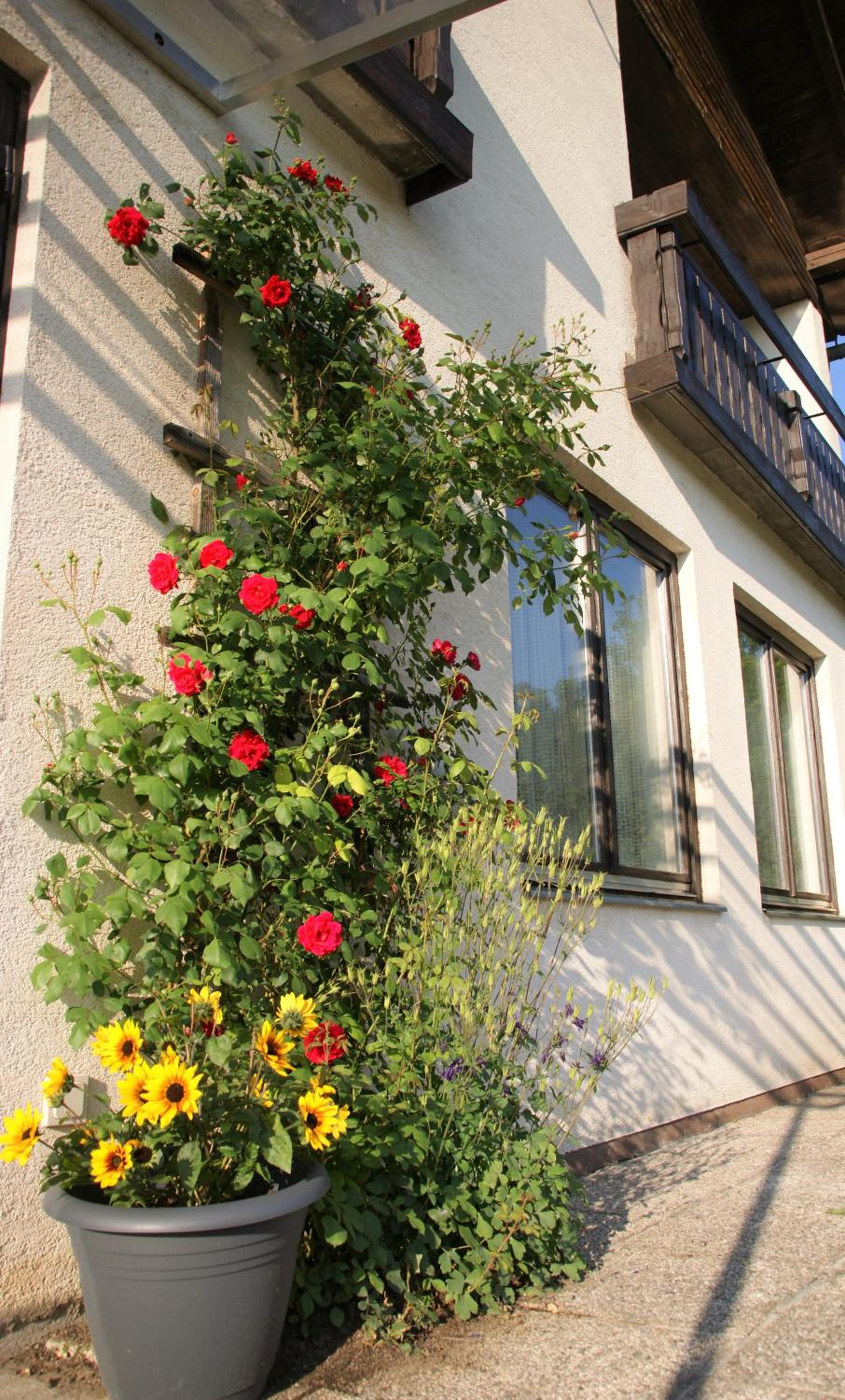 Die Sonnenblume