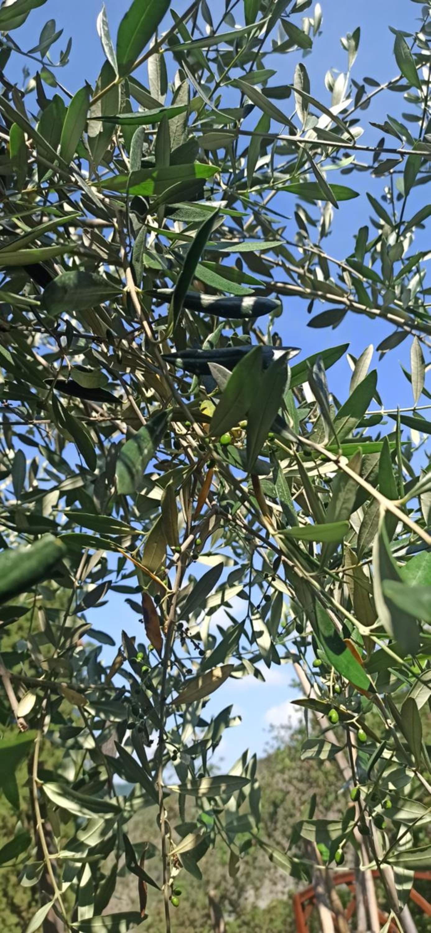 "Vento di Levante Suite" benvenuti in collina