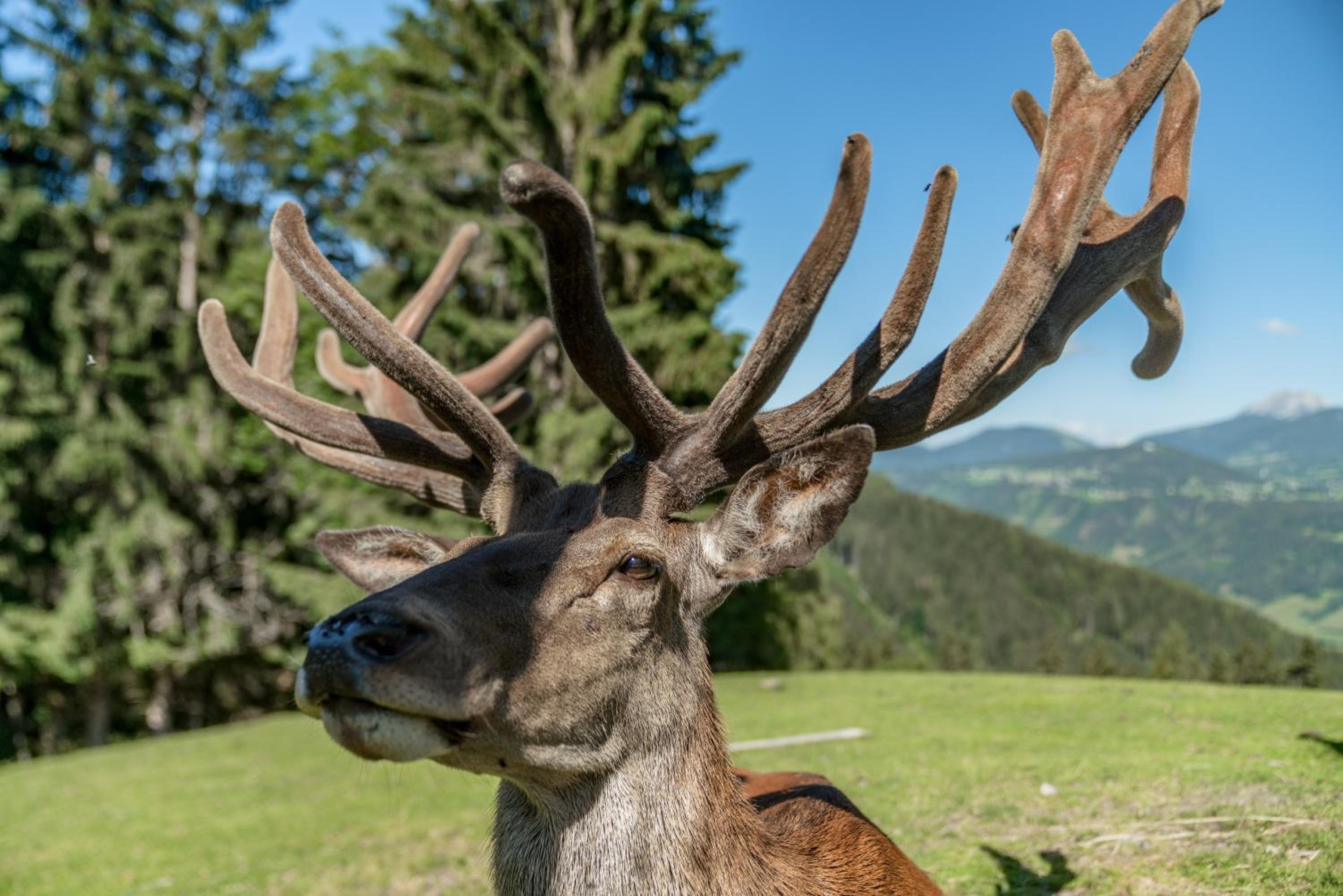 Apparthaus Taxegger
