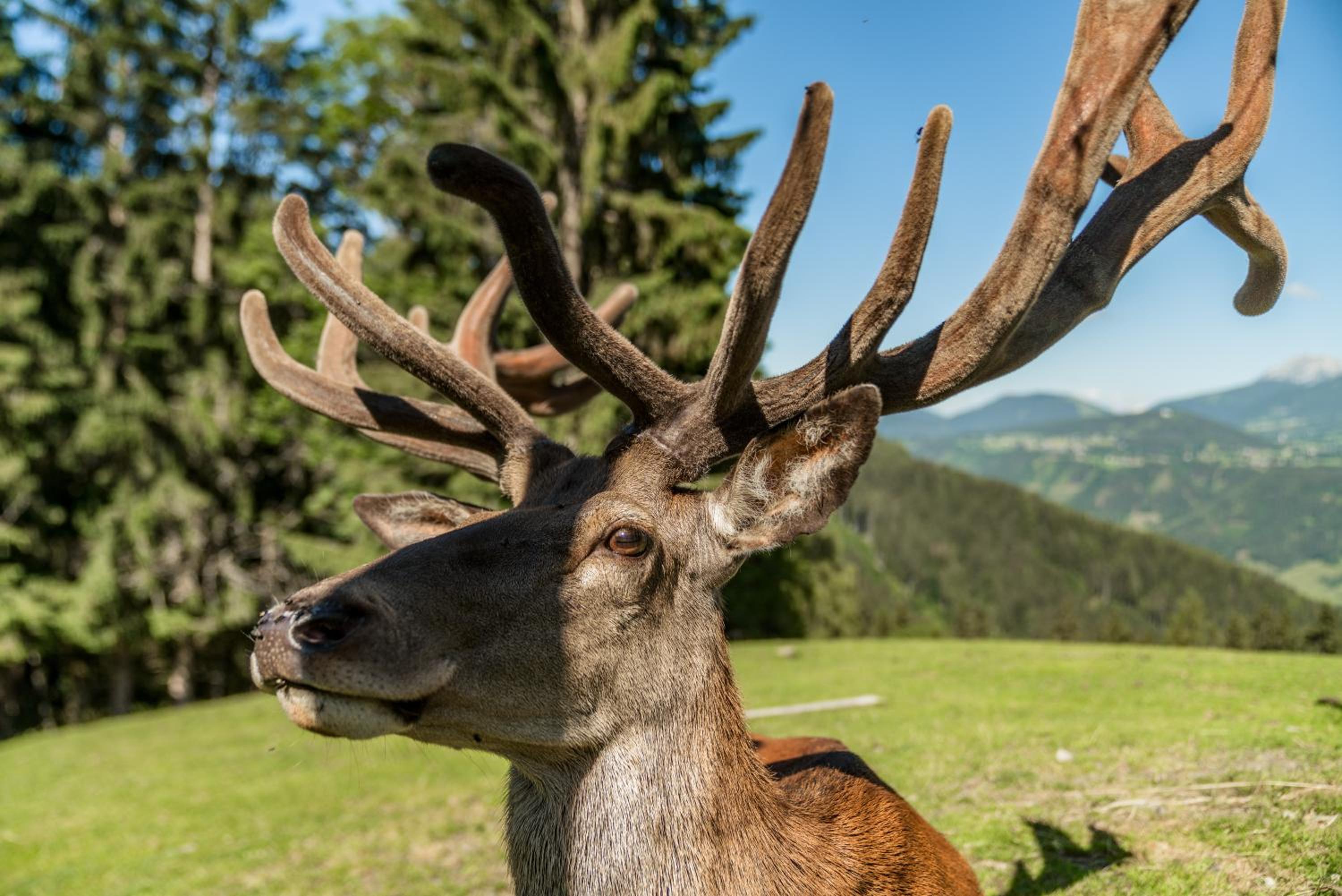 Apparthaus Taxegger