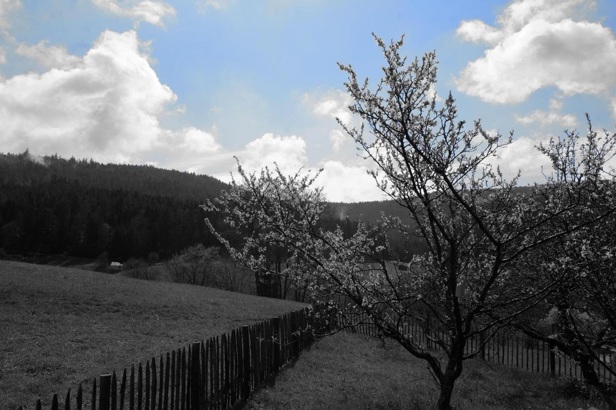 SchwarzWild - Ferienwohnung und Ferienzimmer