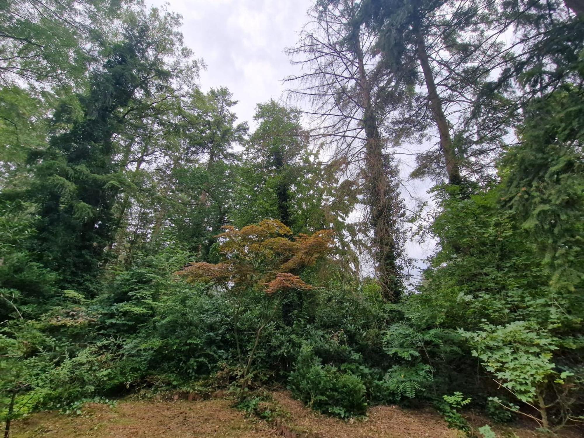 Ferienhaus Thymian in Hatten bei Oldenburg - Idyllische Waldlage