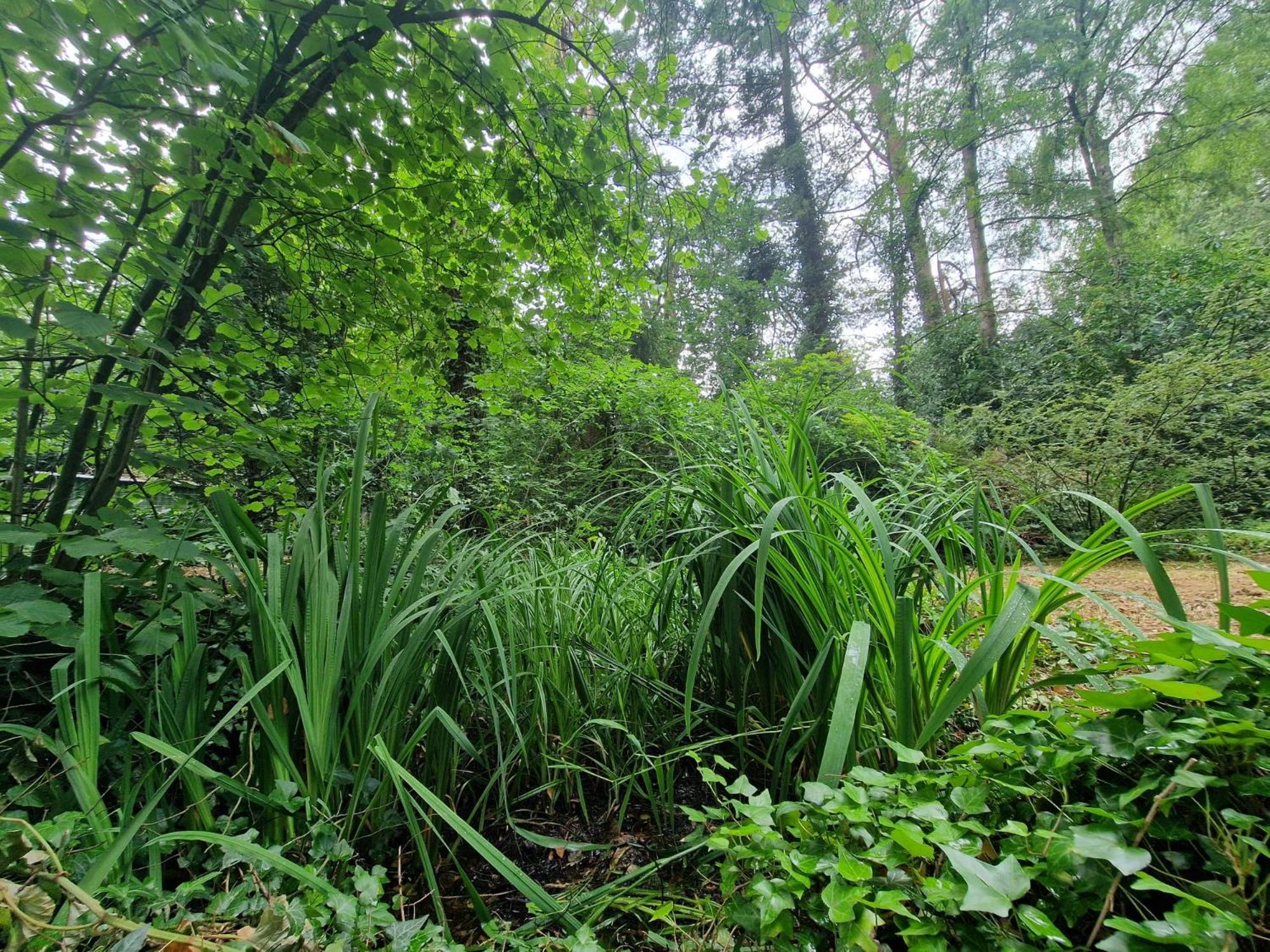 Ferienhaus Thymian in Hatten bei Oldenburg - Idyllische Waldlage