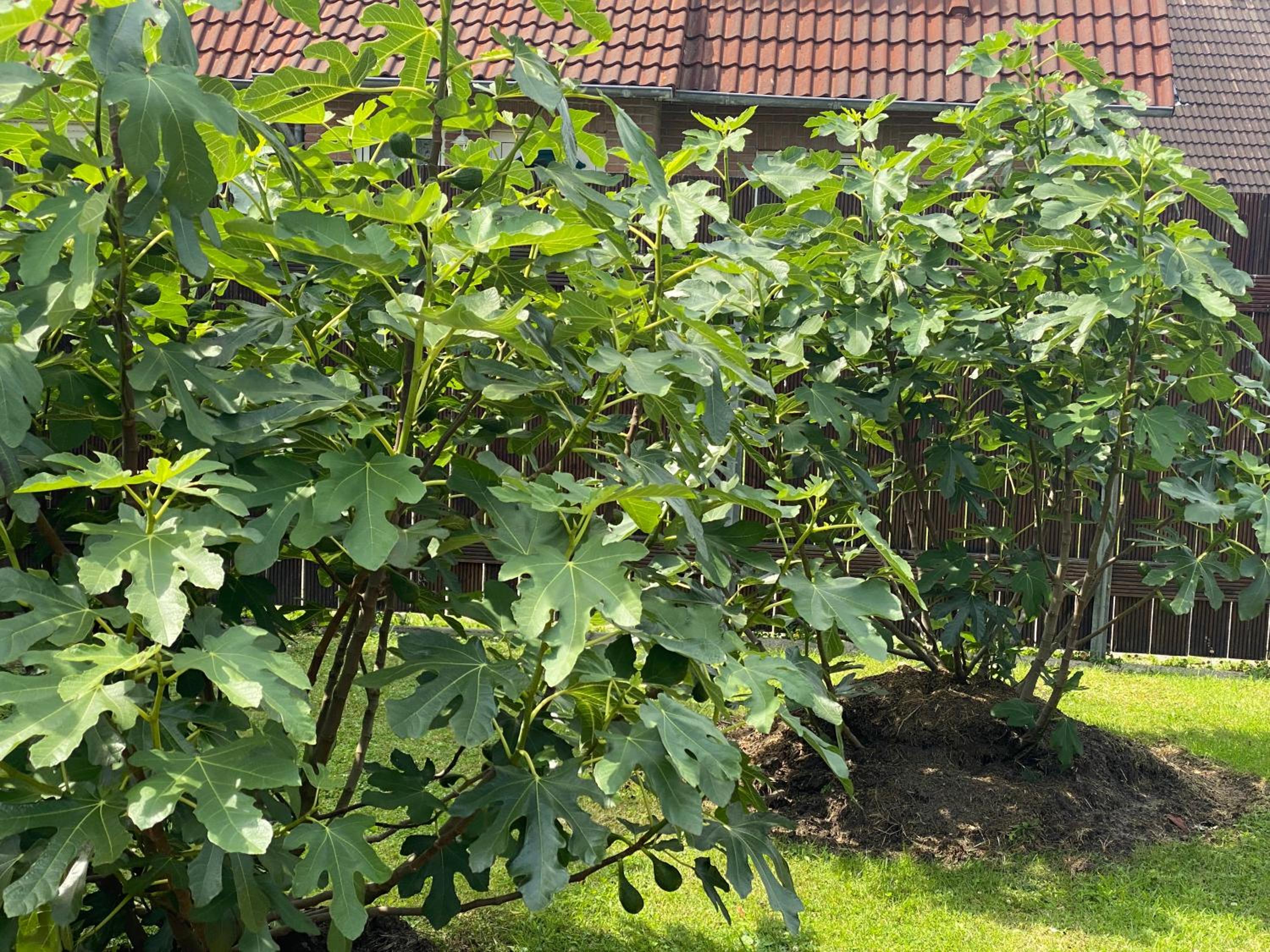 Ferienhaus Ankerweg an der Seehundstation