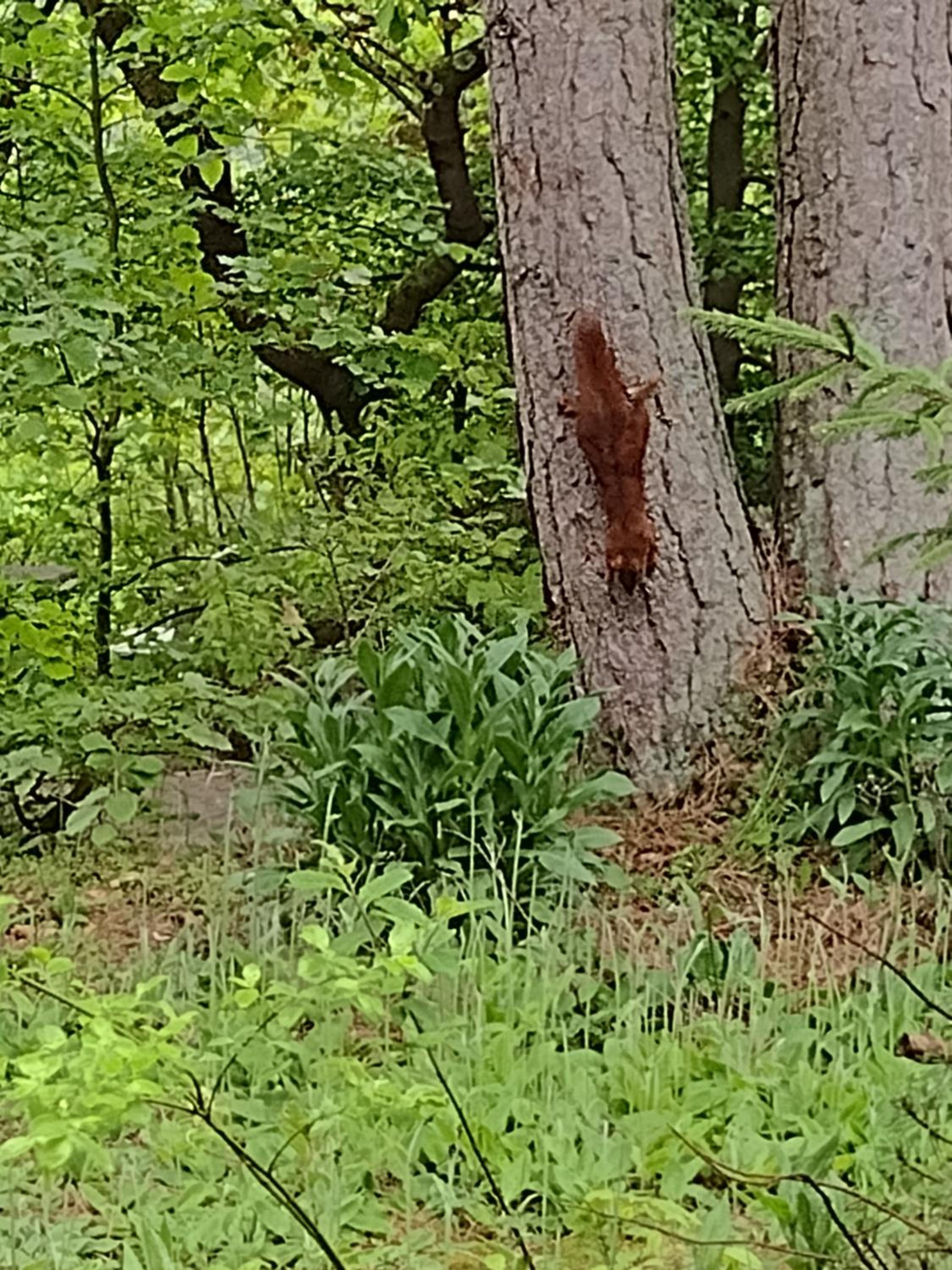 Olifant in Osterode