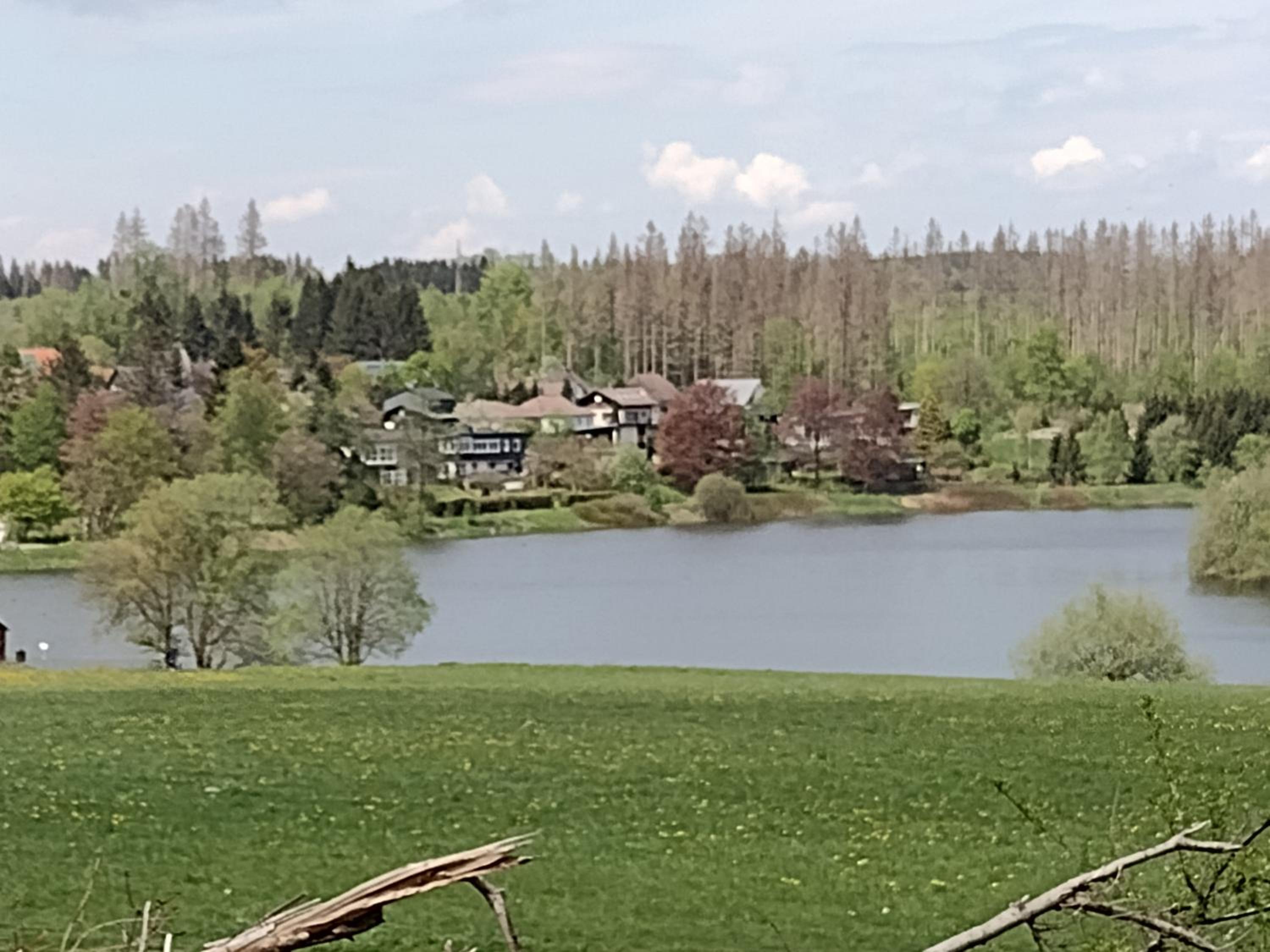 Olifant in Osterode