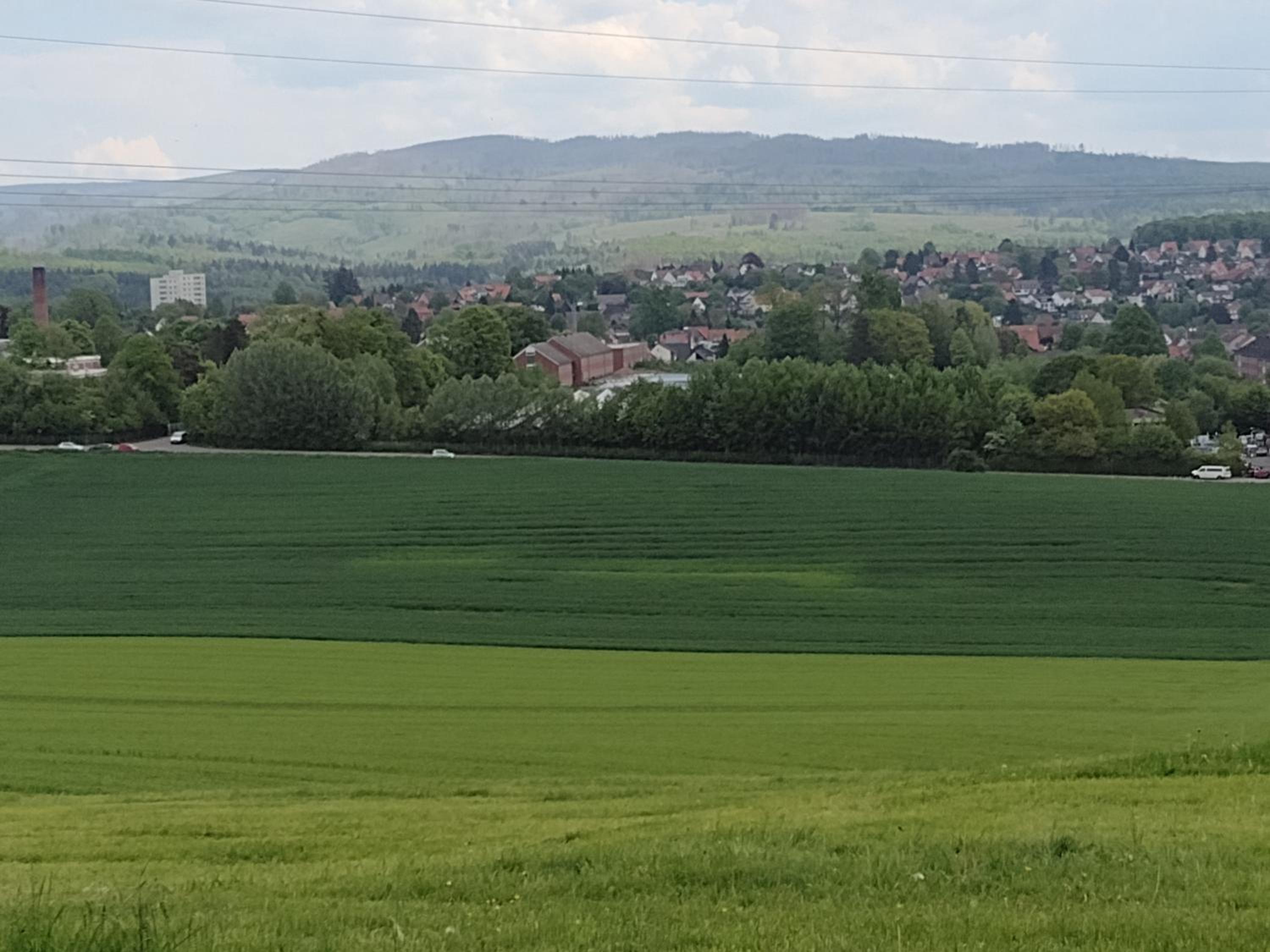 Olifant in Osterode