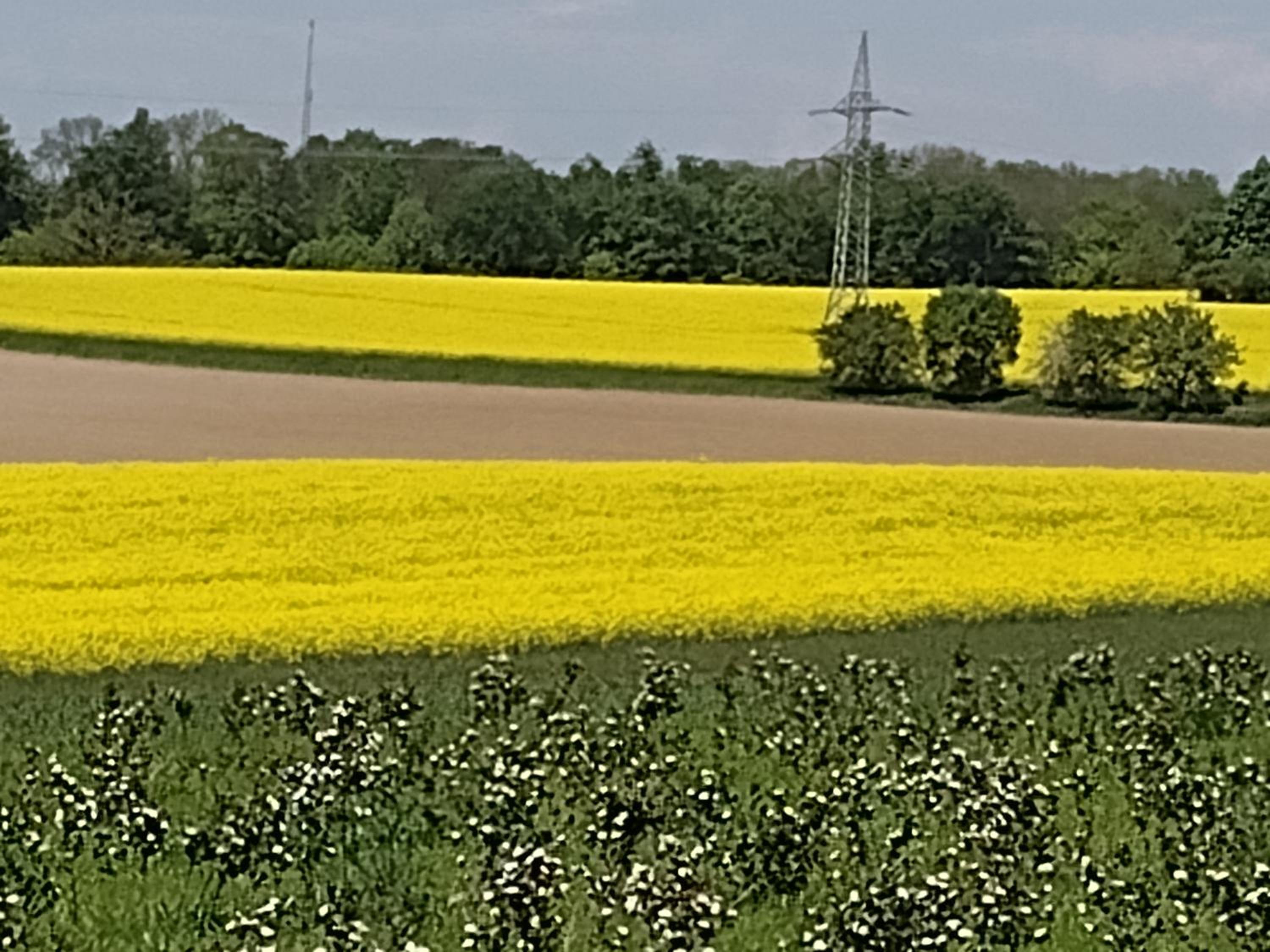 Olifant in Osterode