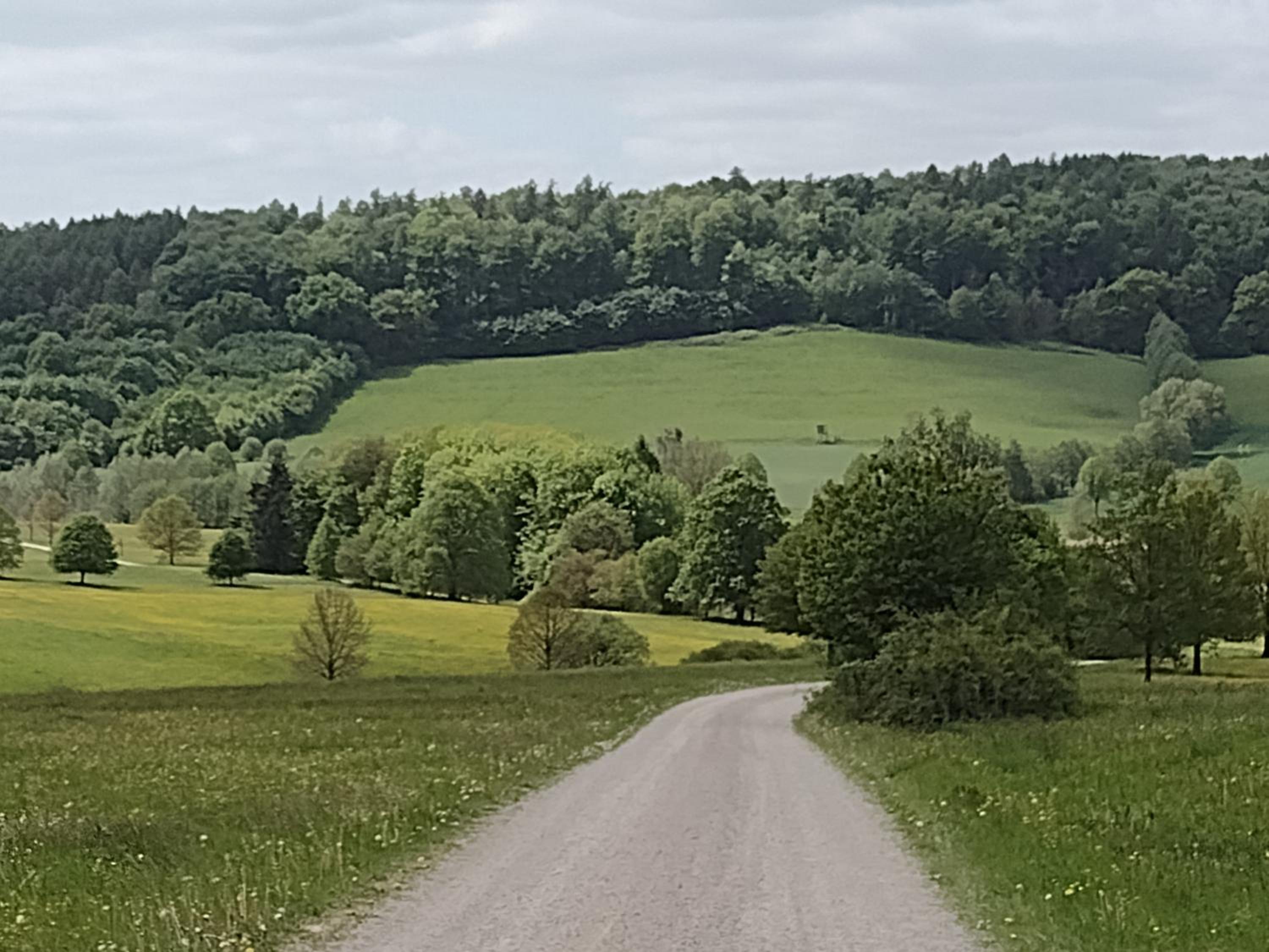 Olifant in Osterode