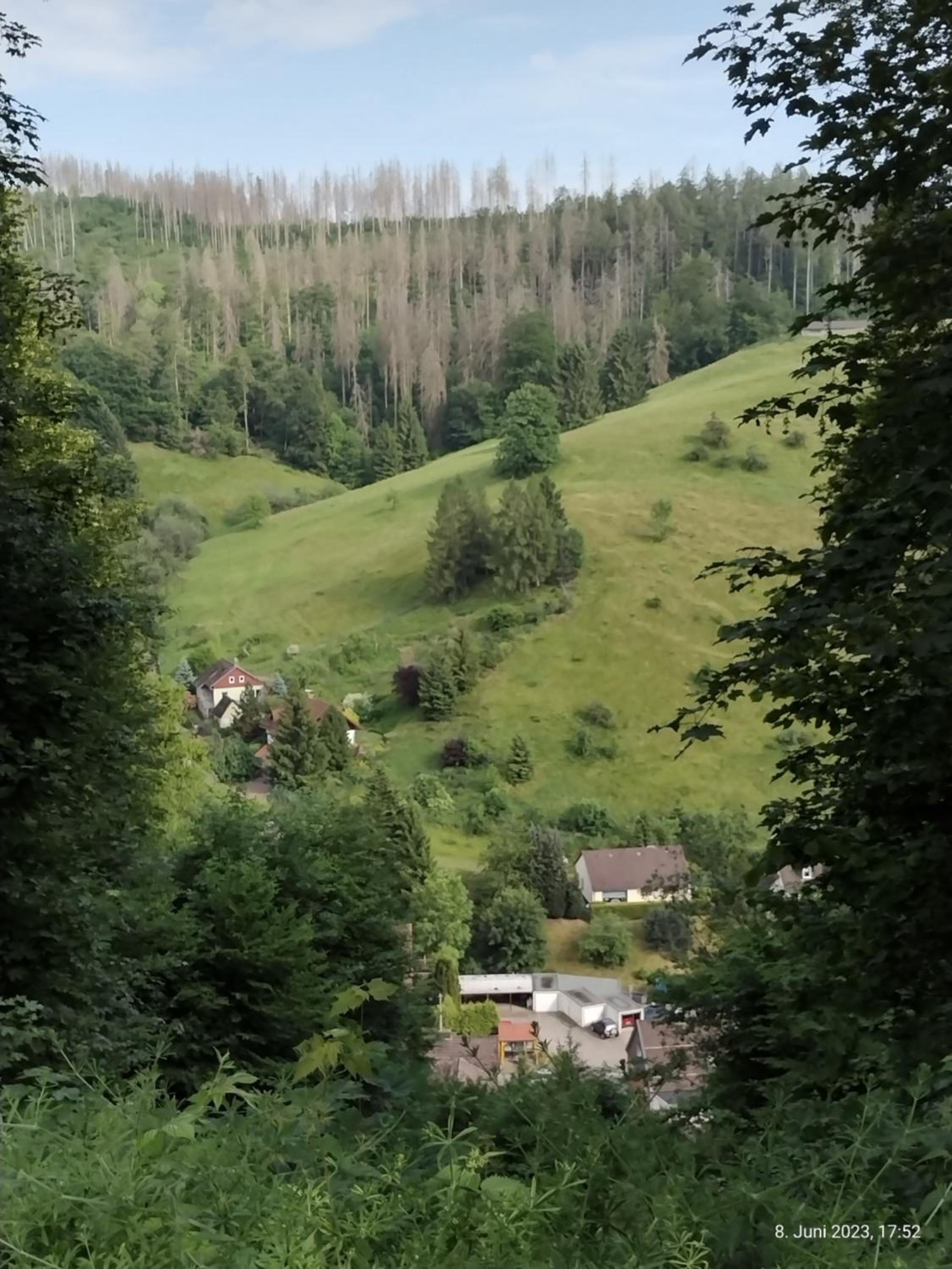 Olifant in Osterode