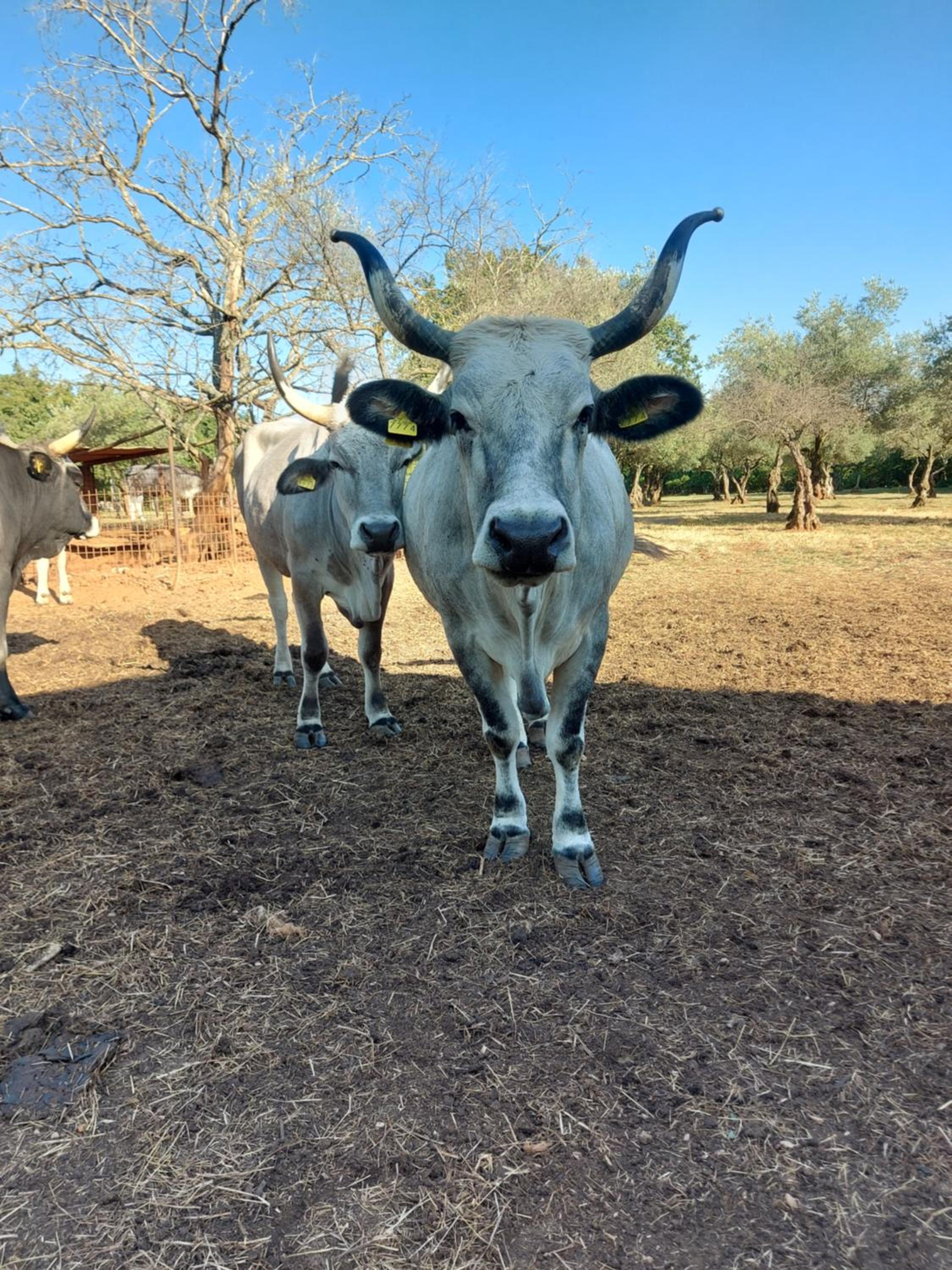 Ranch Radin