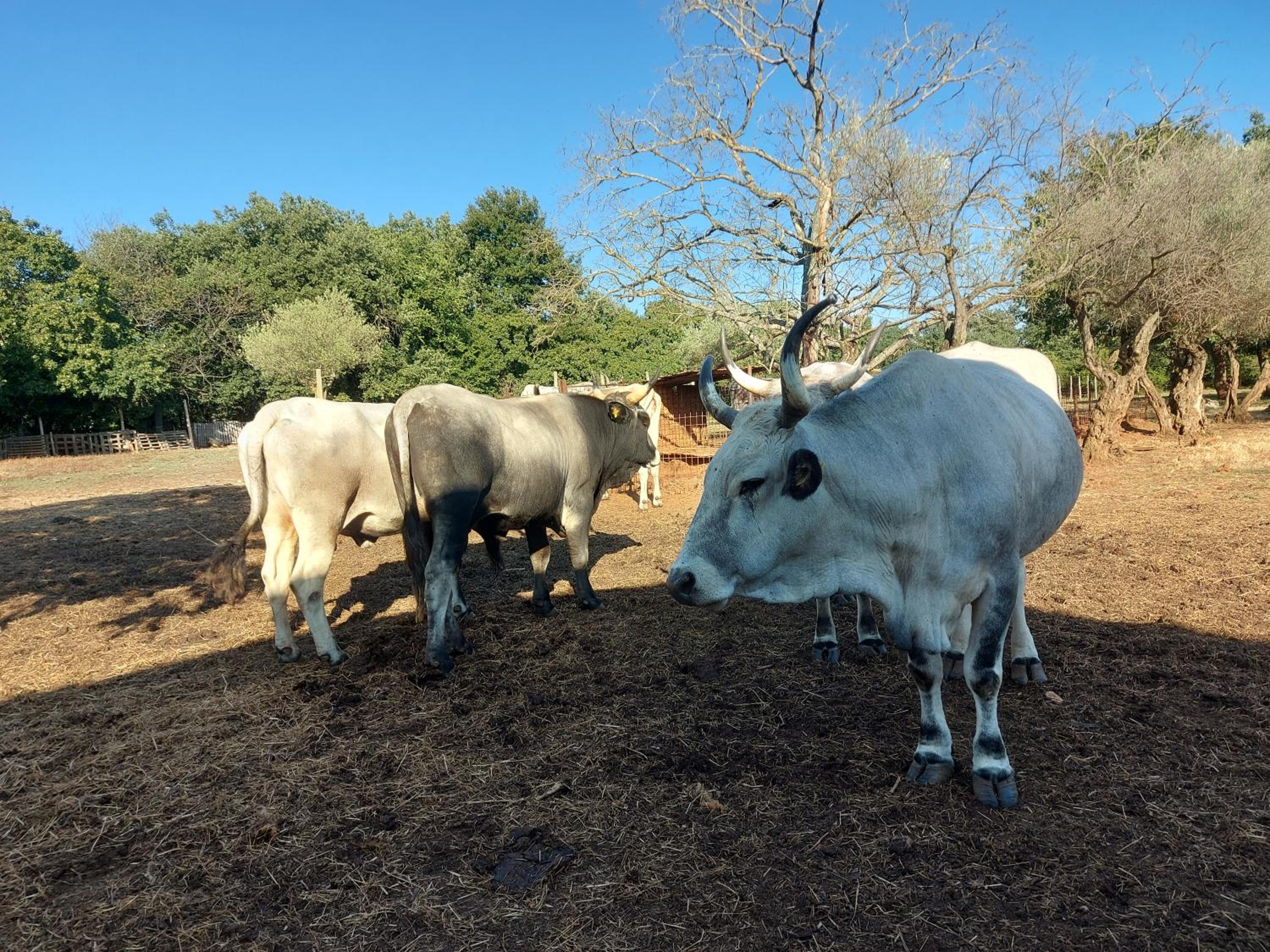 Ranch Radin