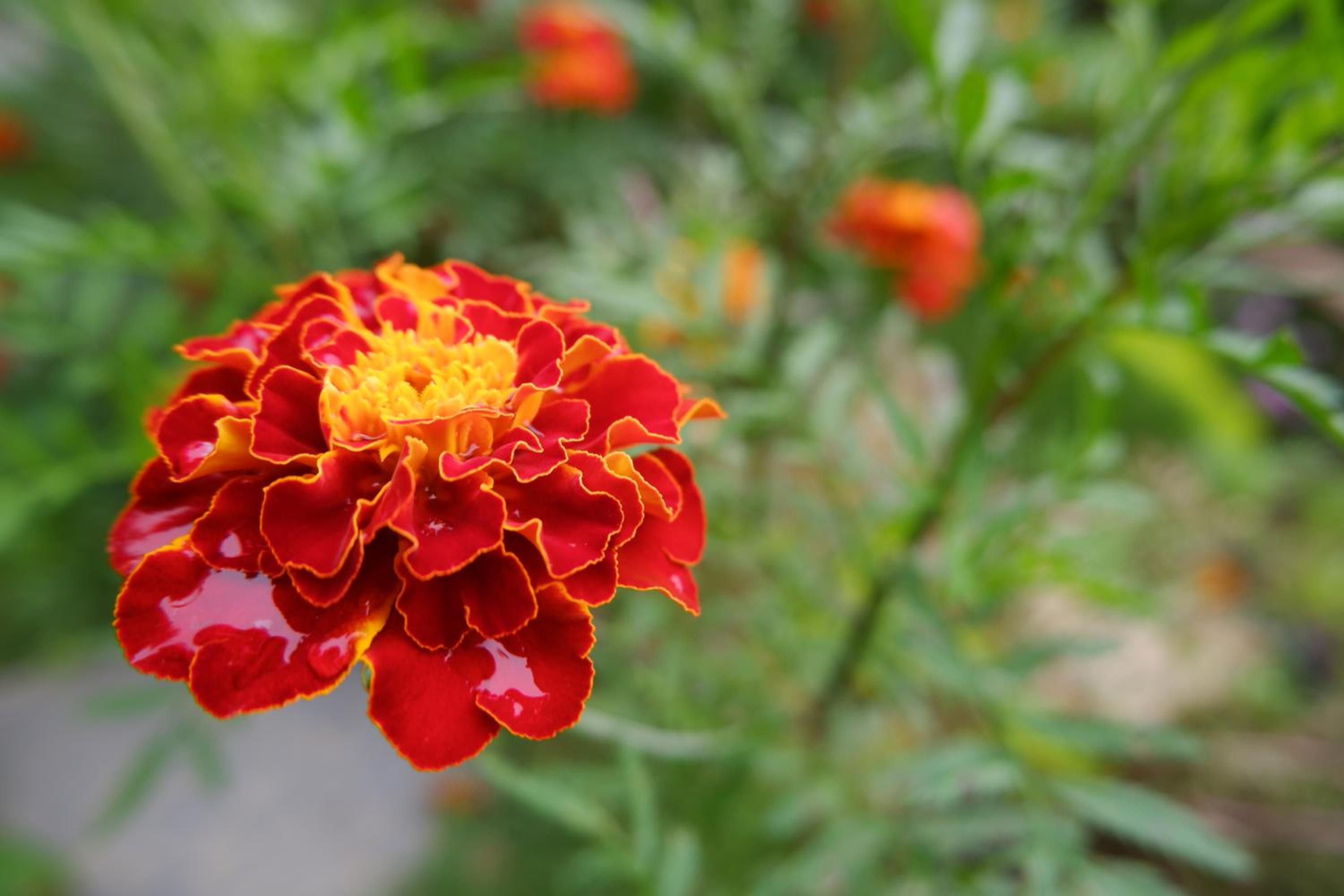 Photo 44