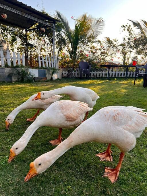 SaiFarms Private Farmhouse between Pune & Lonavala view 4