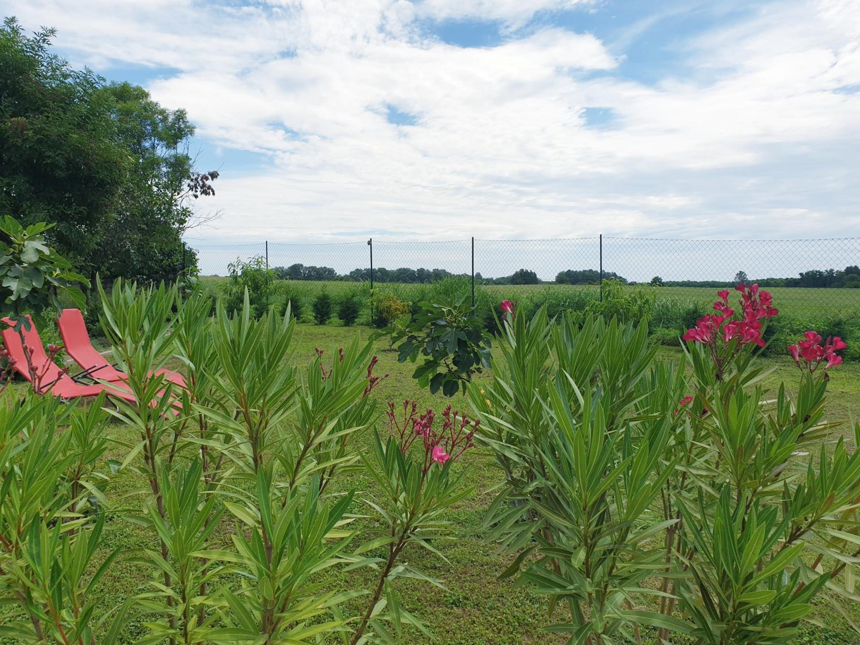 Photo 45