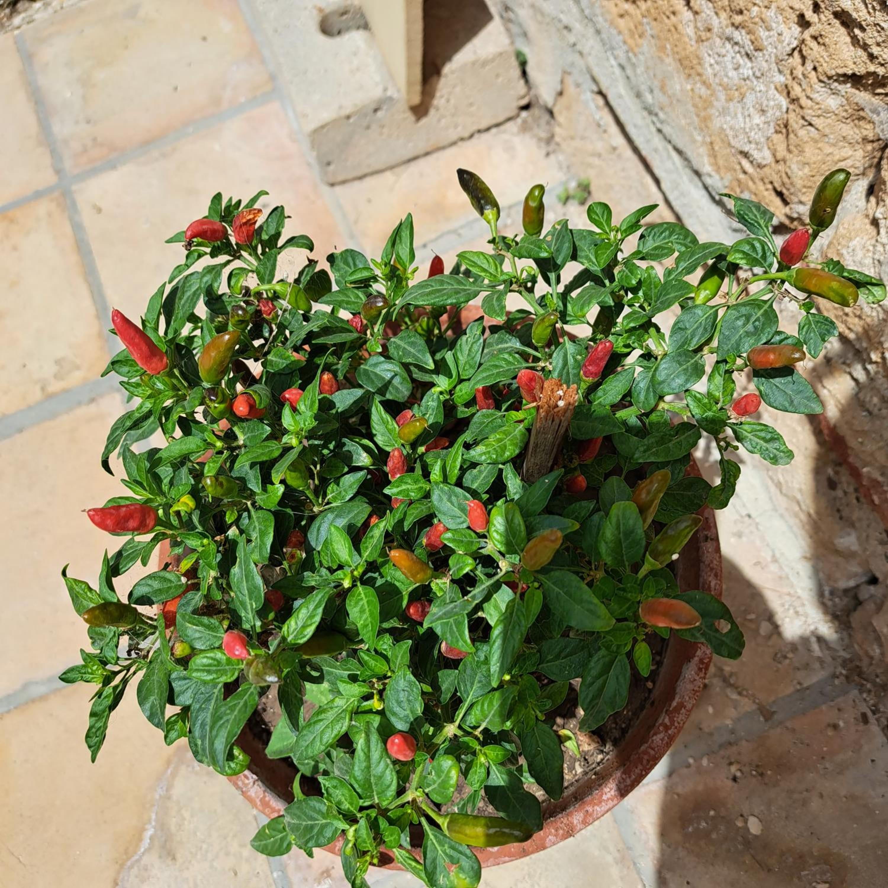 Photo 25