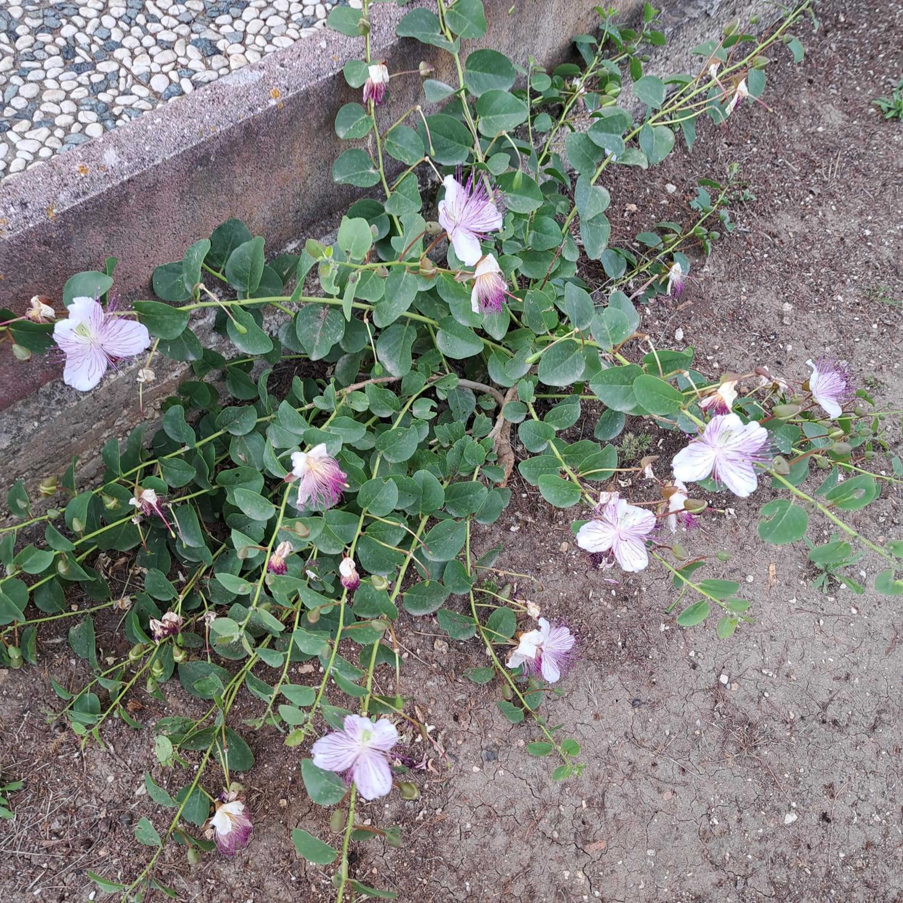 Photo 44
