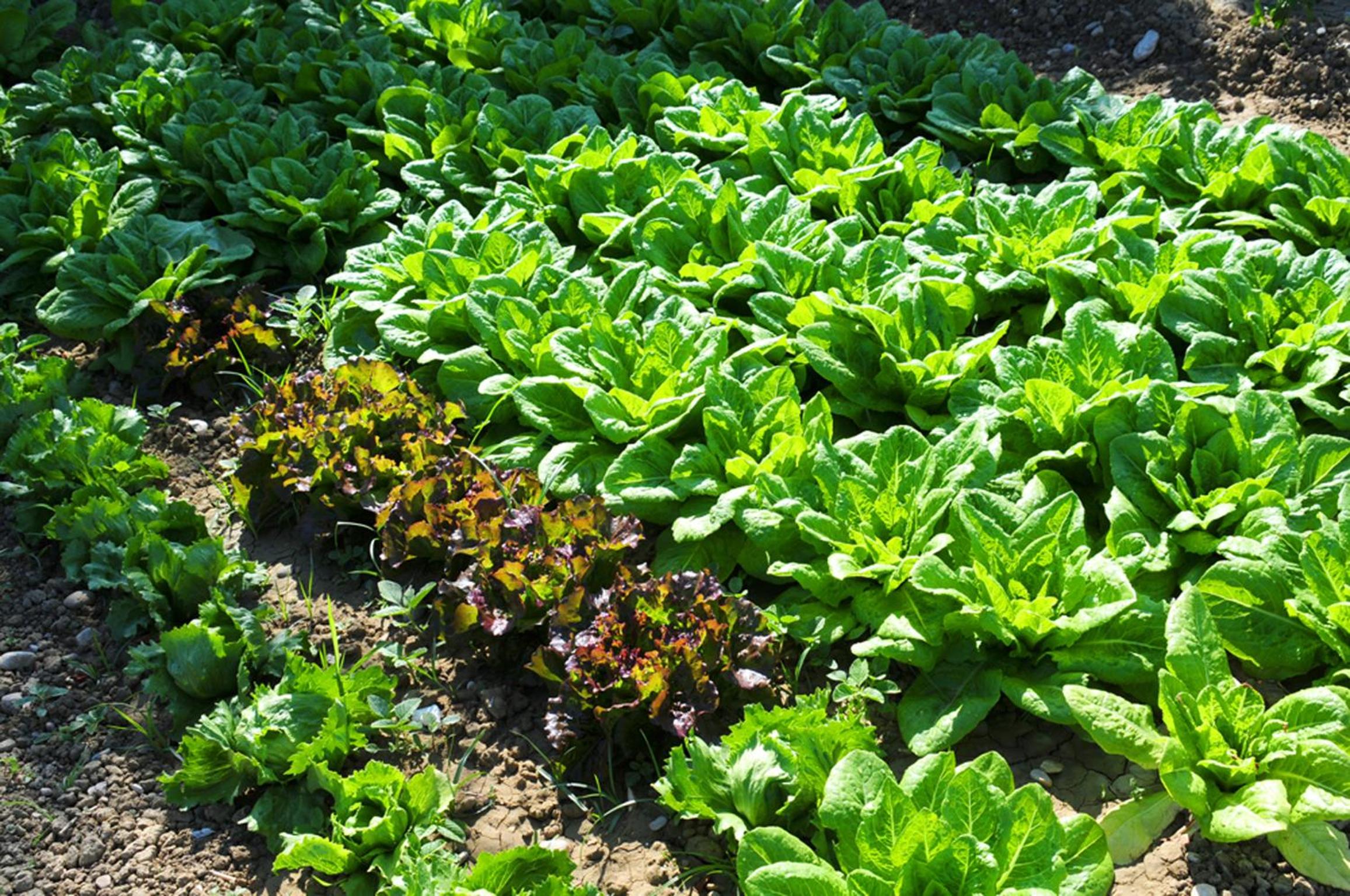 Agriturismo Frontemare