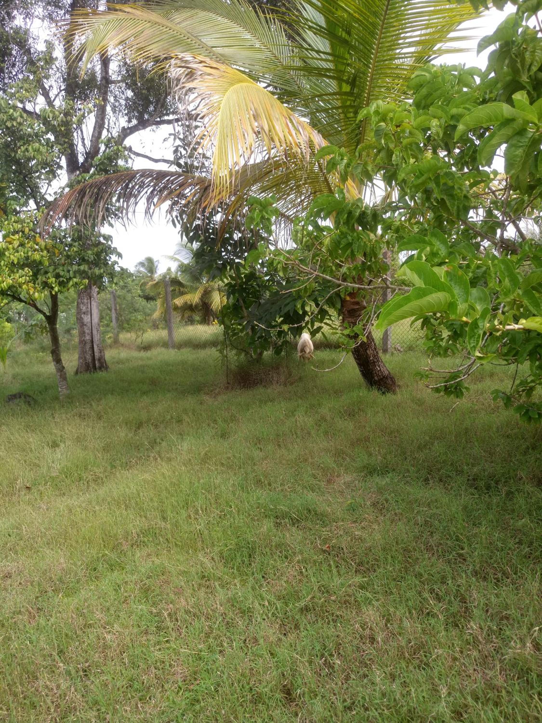 akaixora -ixora view 5