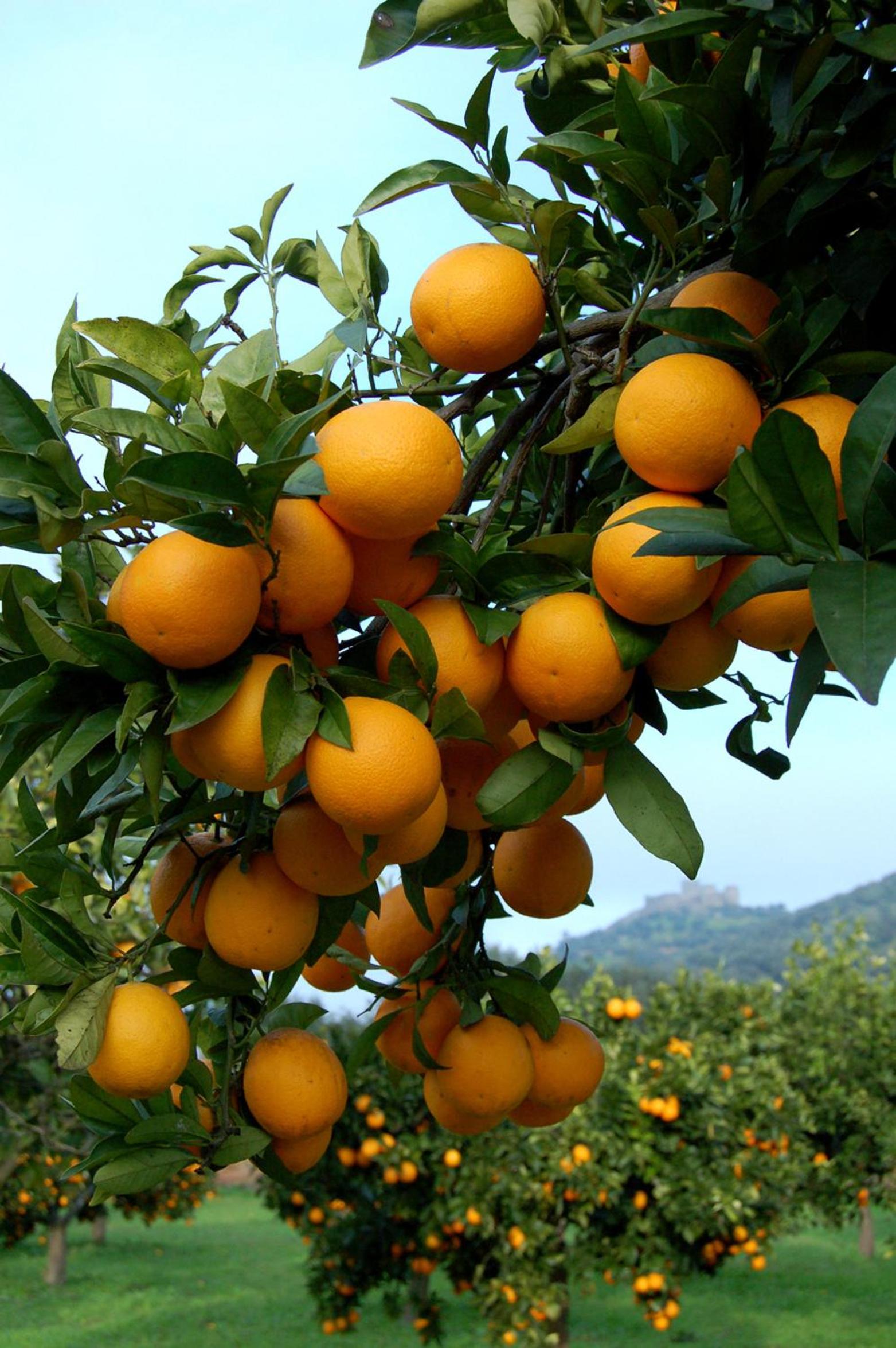 Photo 33