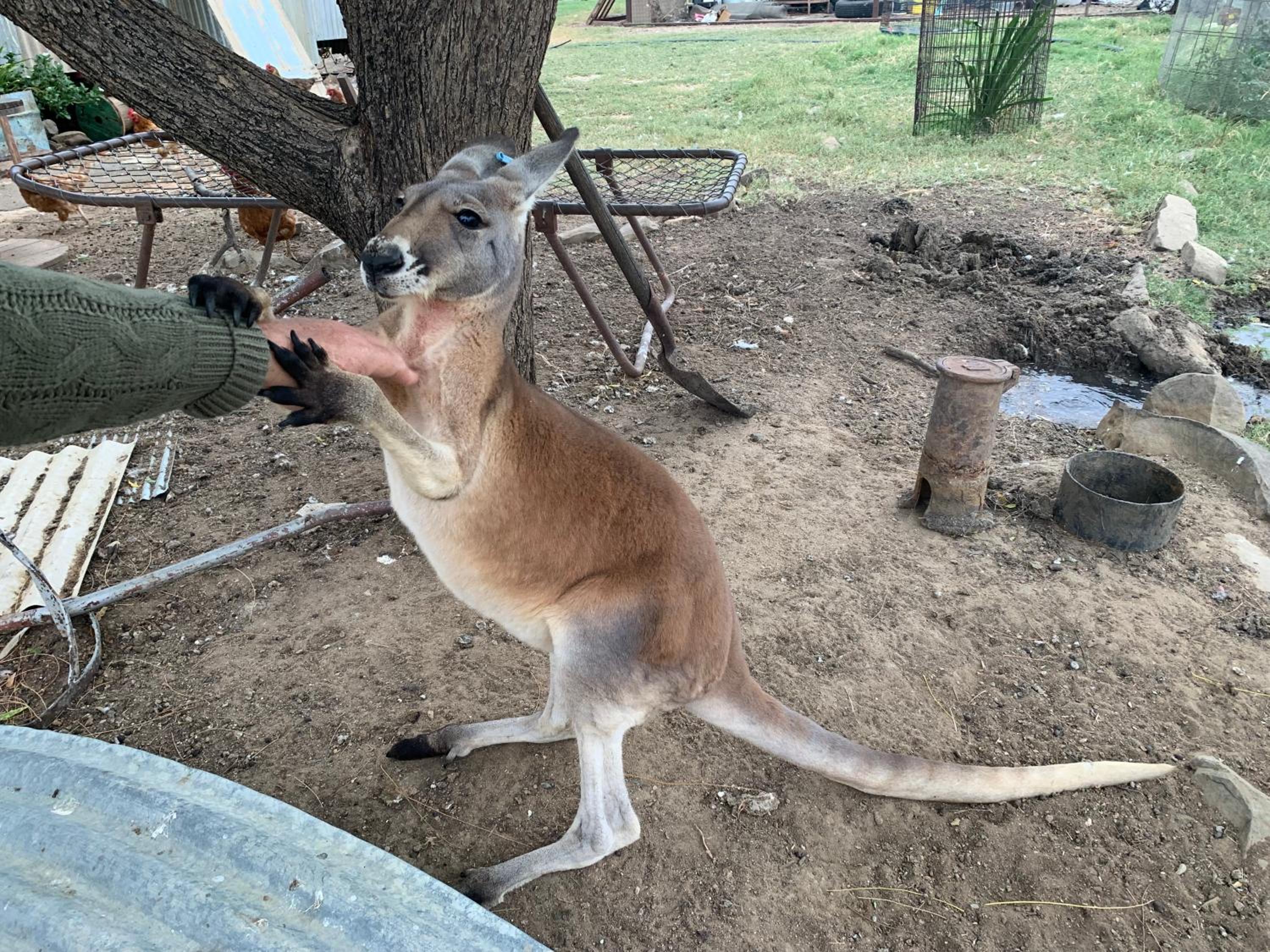 Corella Creek Country Farm Stay