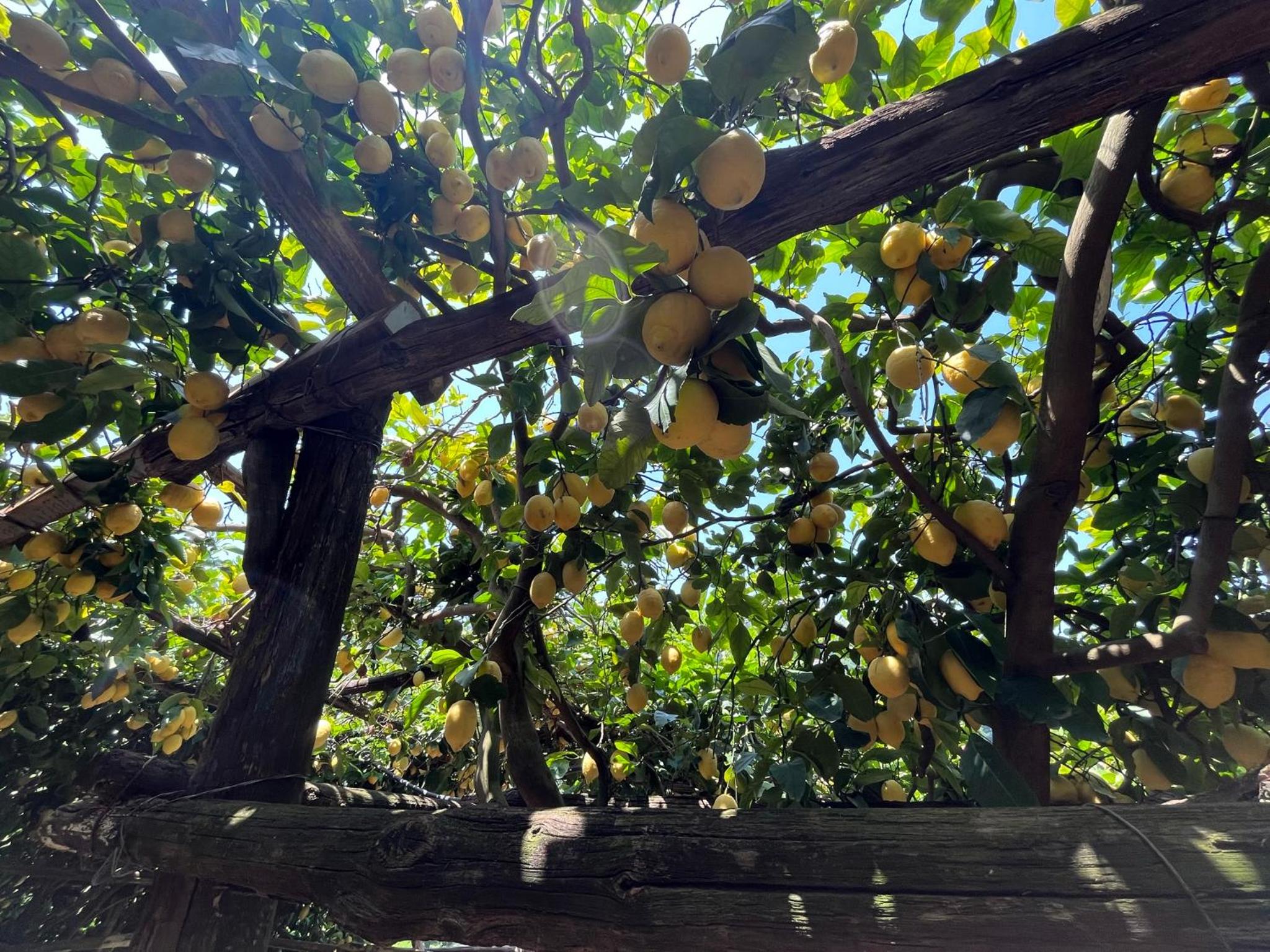 Tenuta Donna Giovanna