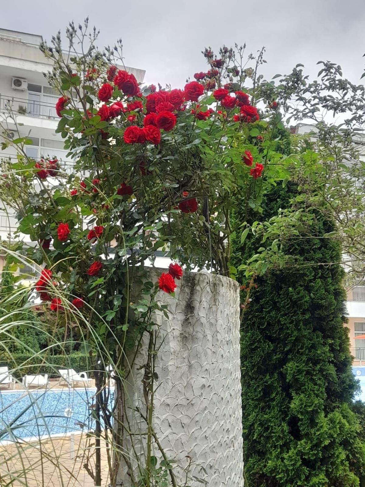Lovely 3 Room Apartment new furnished Kamelia Sunny Beach