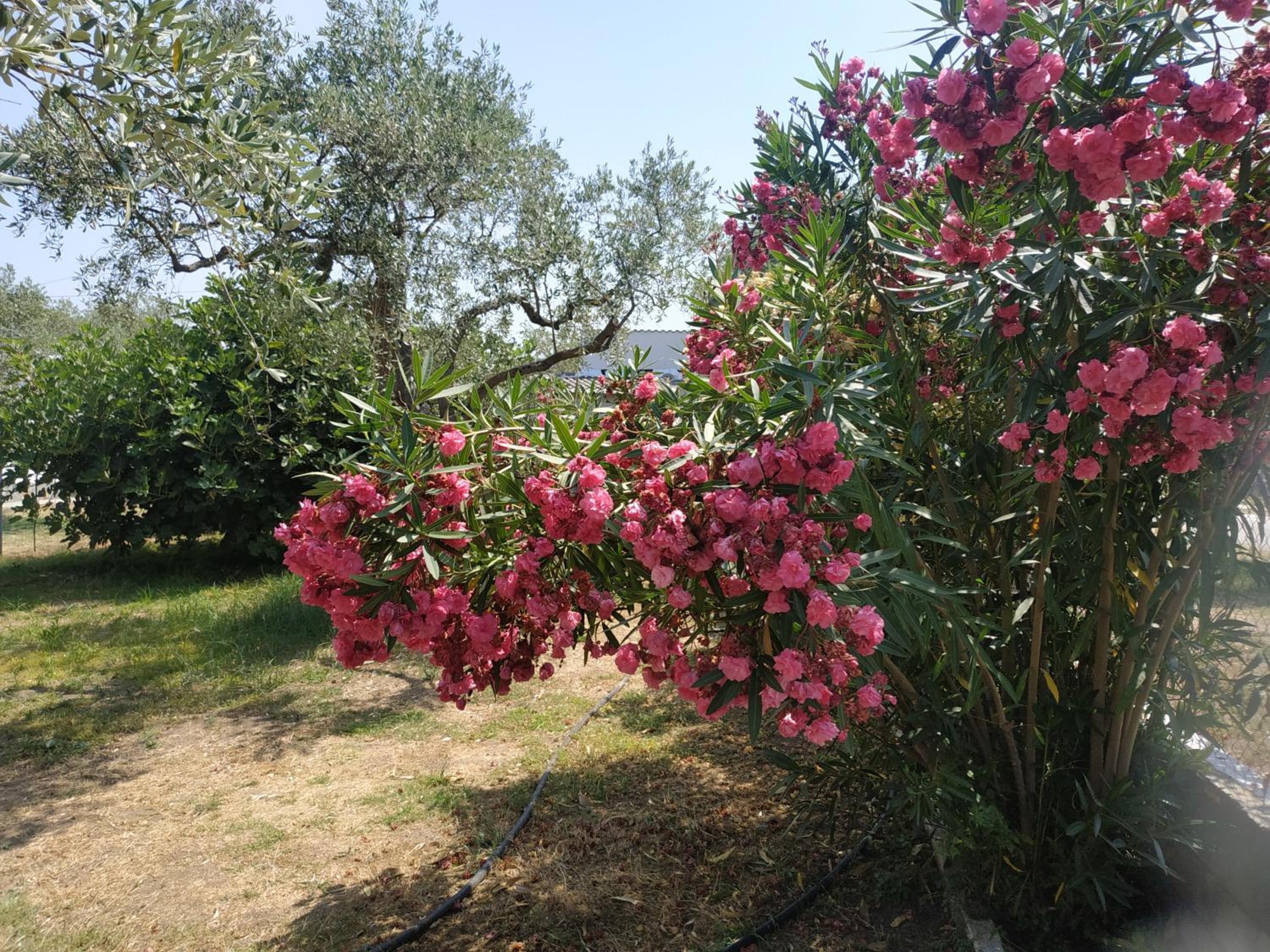 Photo 27