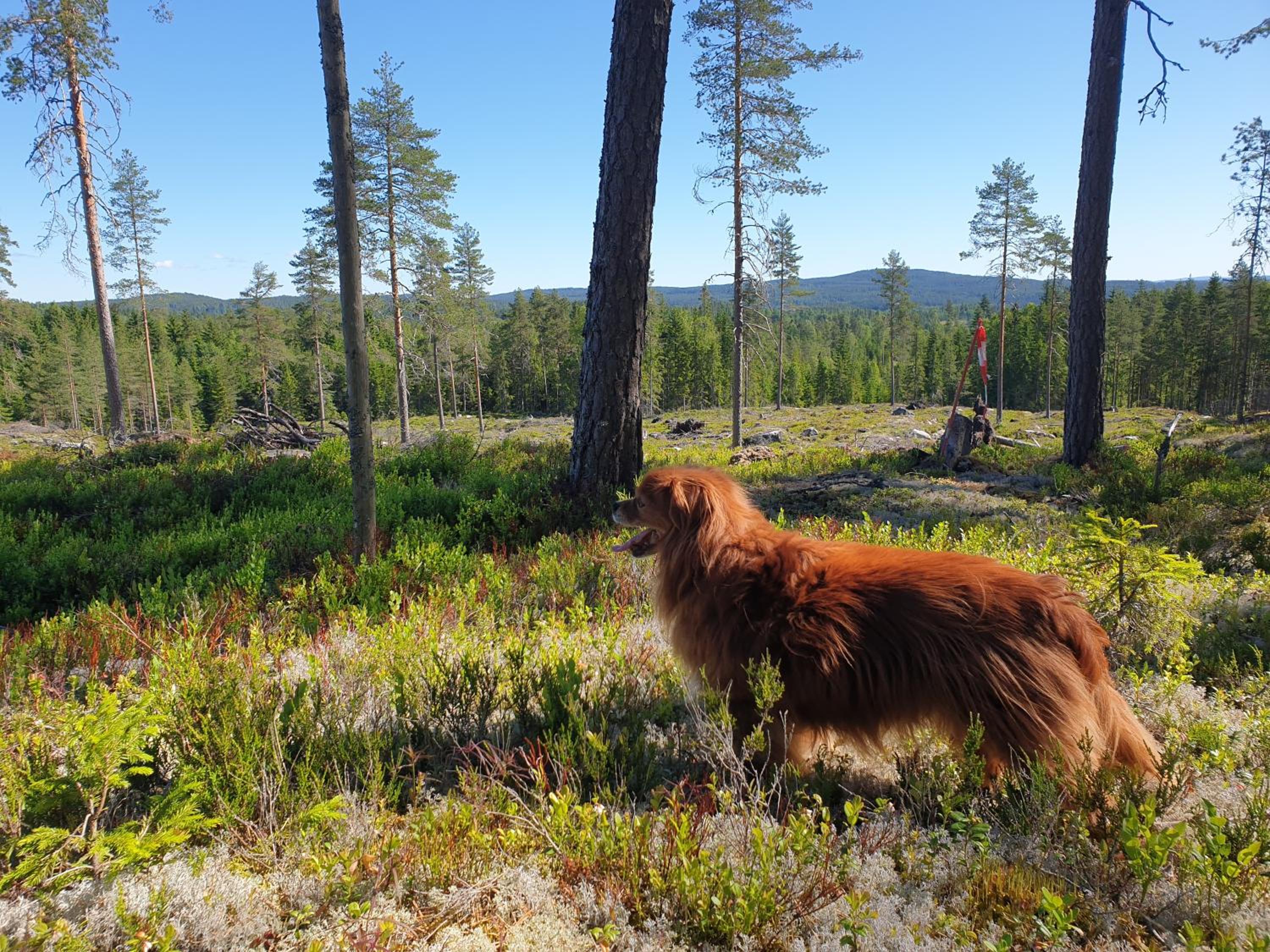 Guesthouse Nature Trails Sweden