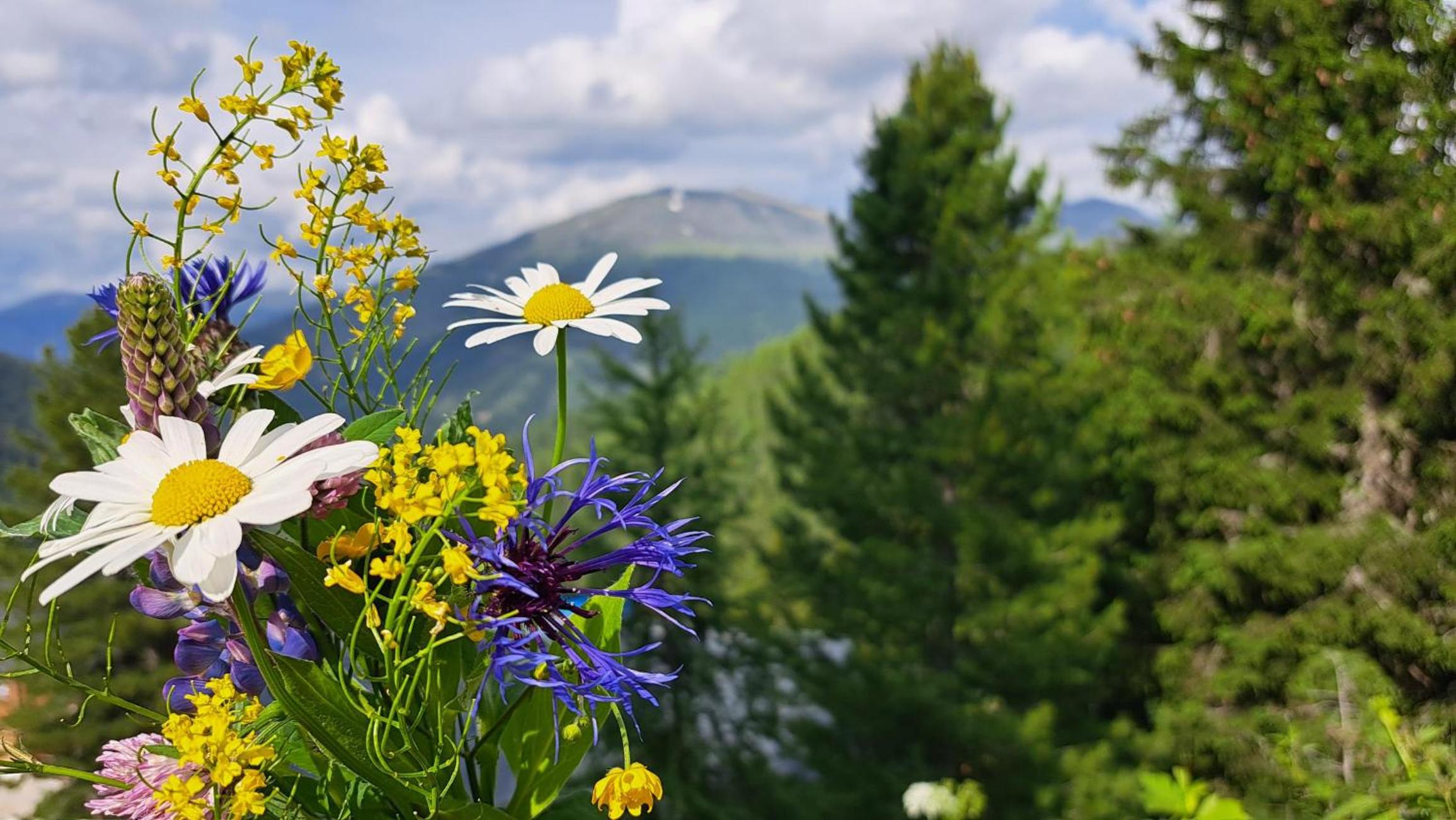 Chalet Bergliebe Turrach
