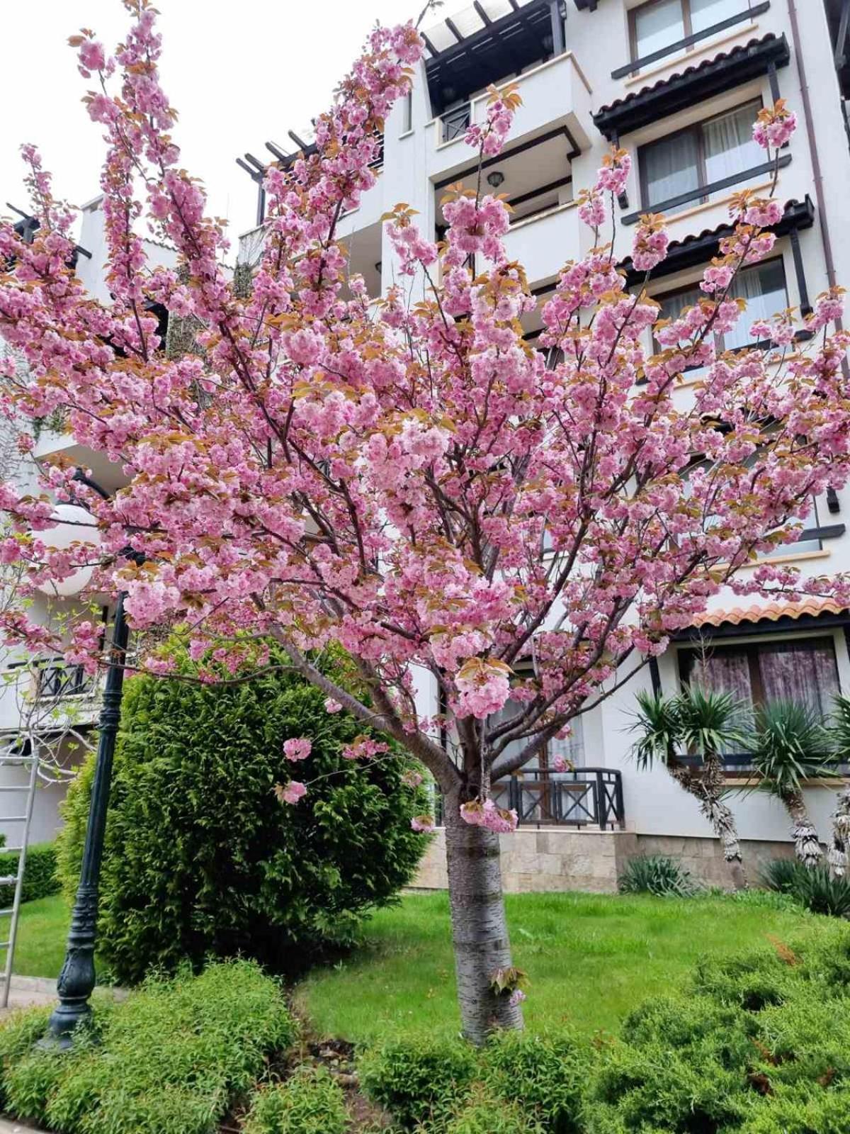Oazis resort lux vip apartament