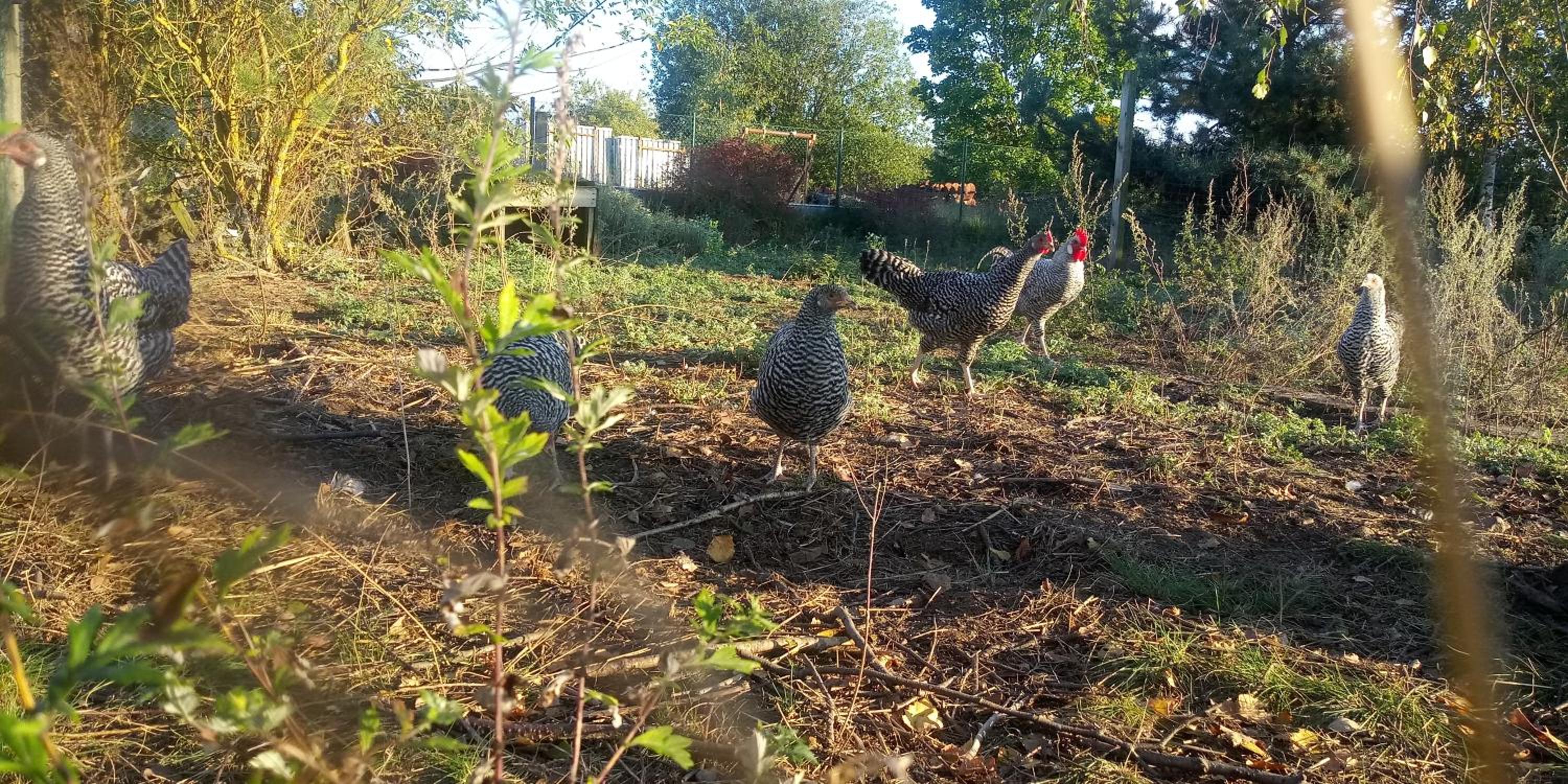 Ferienwohnung mit eigenem Garten - Viele Badeseen und 10 Minuten von Templin