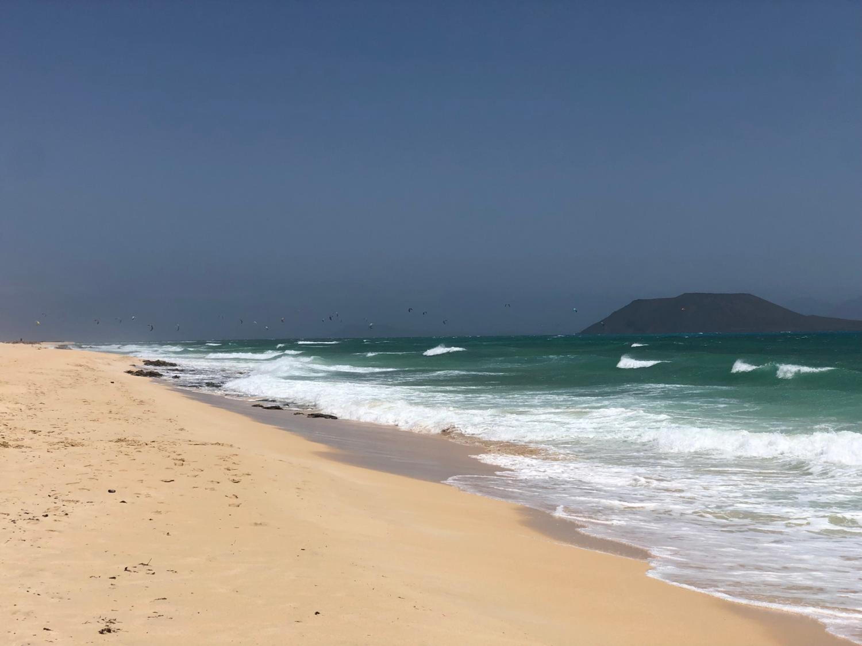 Aulaga